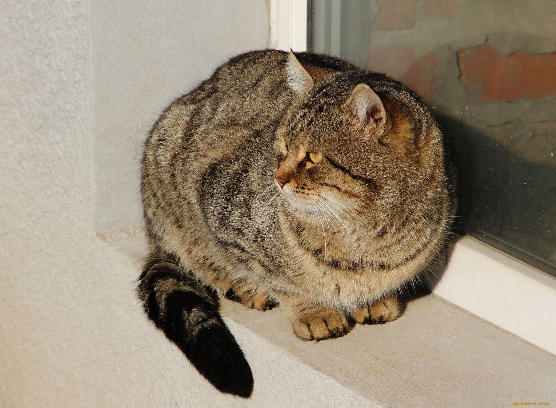 животные, коты, ушки, усы, коте, взгляд, киса