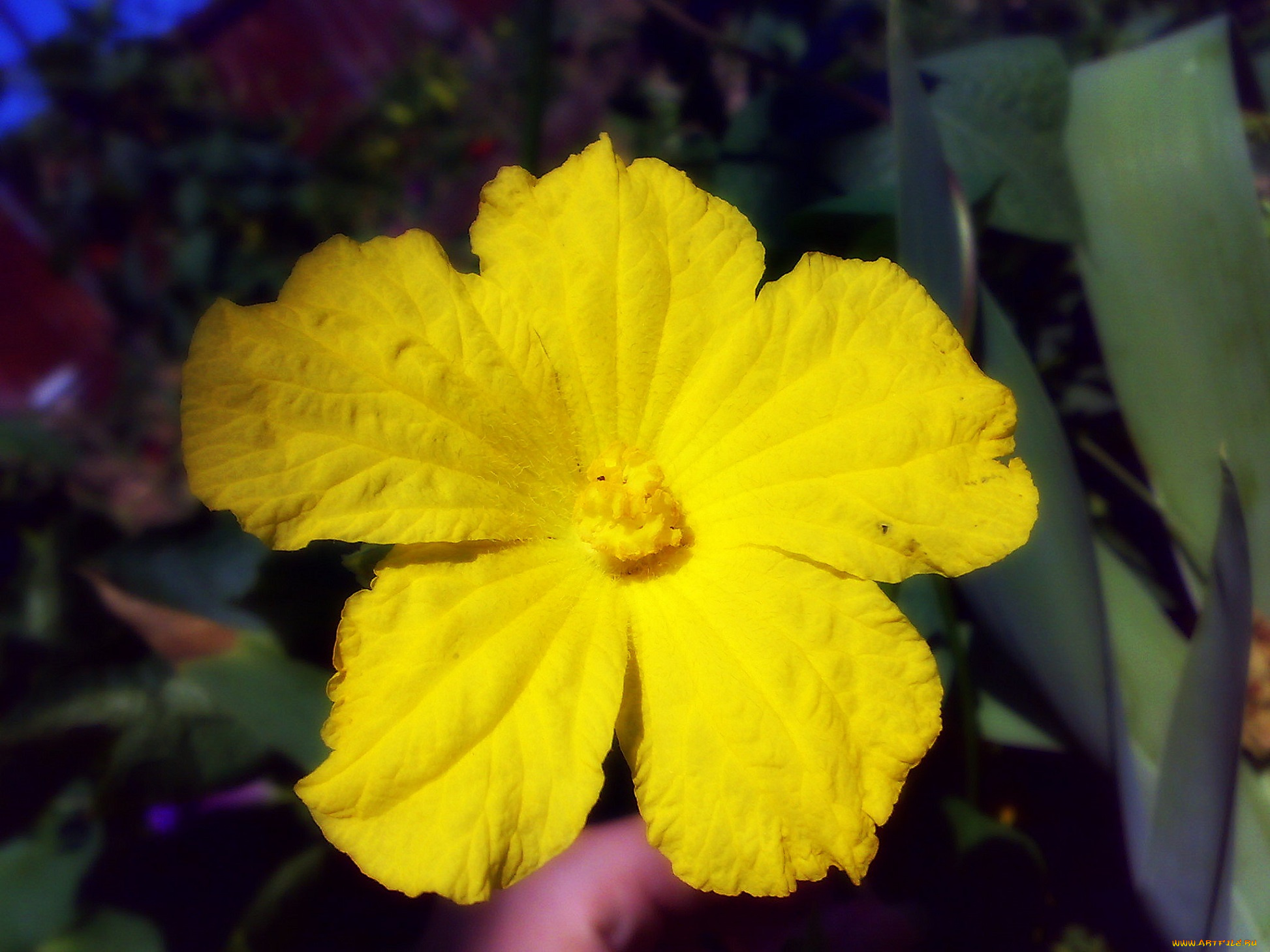 цветы, цветущие, овощи, , ягоды, макро, жёлтый, цветок