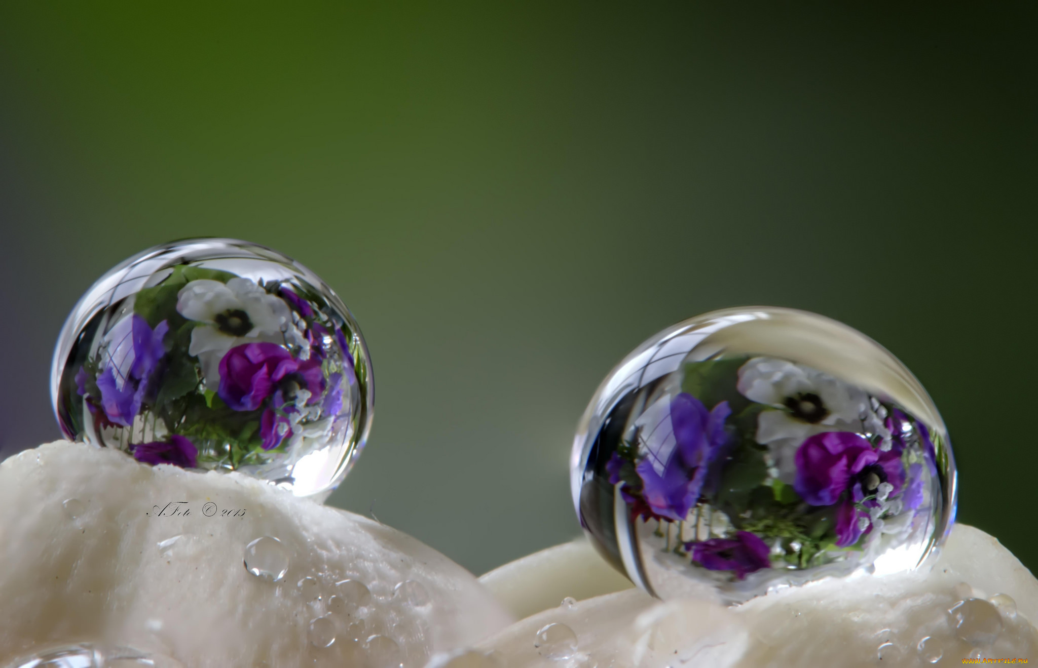 разное, капли, , брызги, , всплески, цветы, петунии, макро, вода