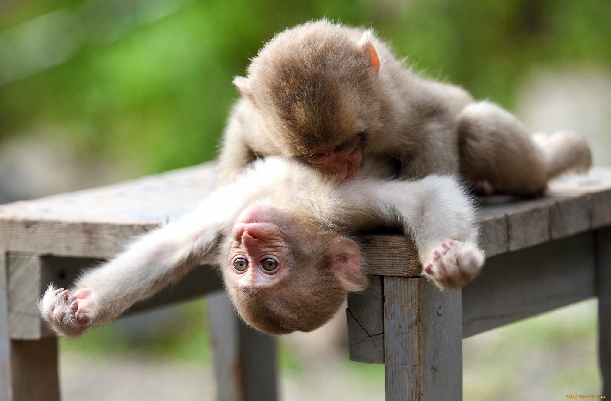 животные, обезьяны, дерево, обезьяна