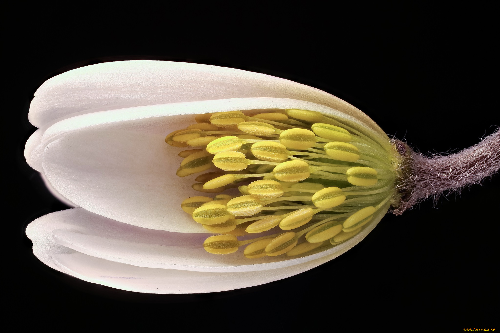 цветы, макро, лепестки, тычинки, разрез, цветок