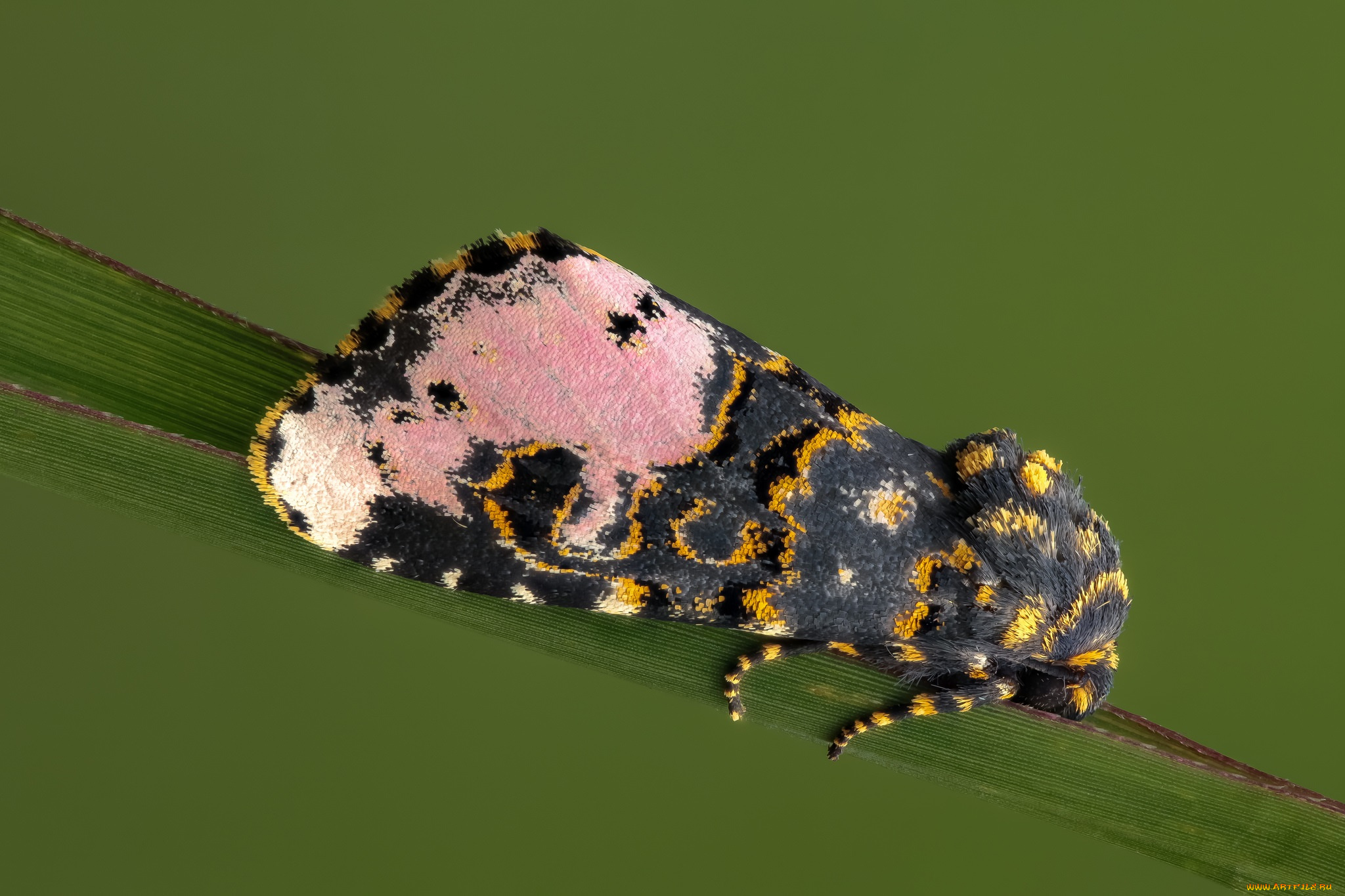 животные, бабочки, , мотыльки, , моли, усики, крылья, бабочка, макро