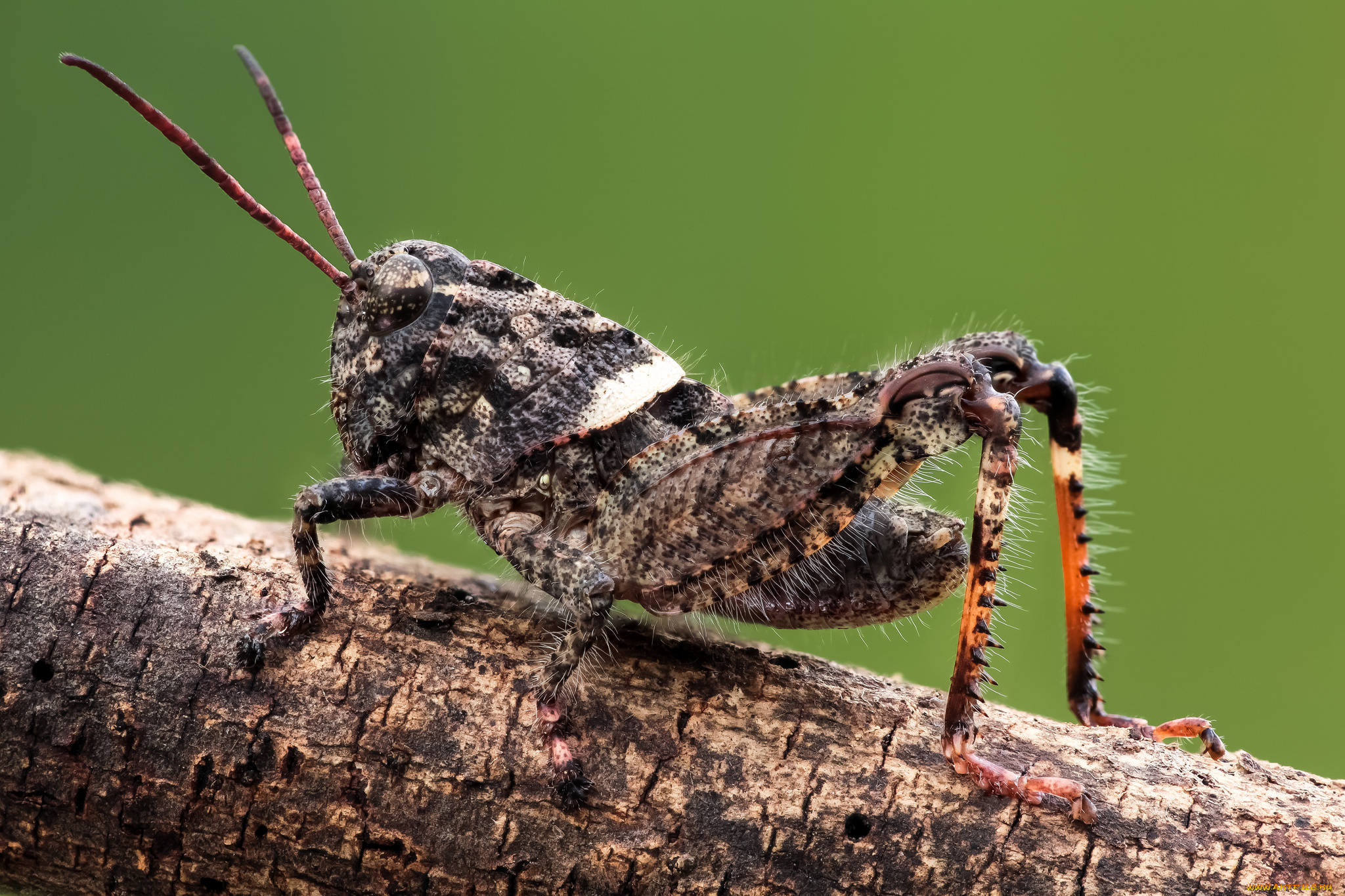 животные, кузнечики, , саранча, фон, утро, насекомое, макро, травинка, кузнечик