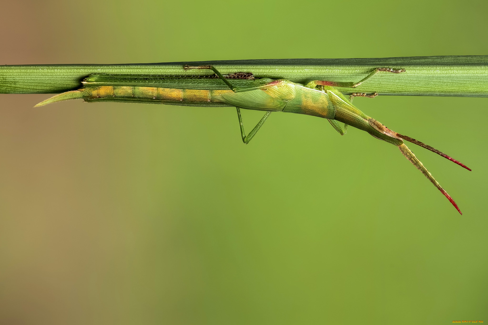 животные, кузнечики, , саранча, травинка, макро, кузнечик