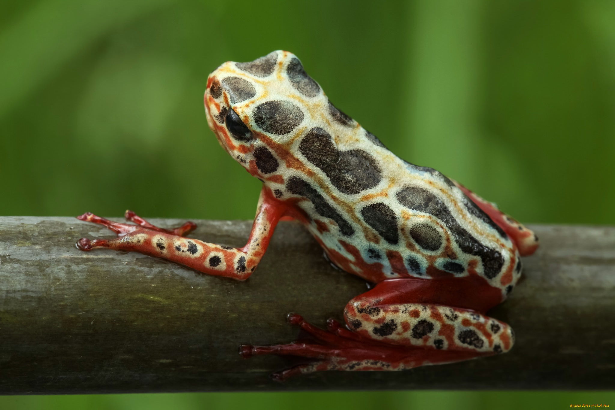 животные, лягушки, фон, лягушка, макро