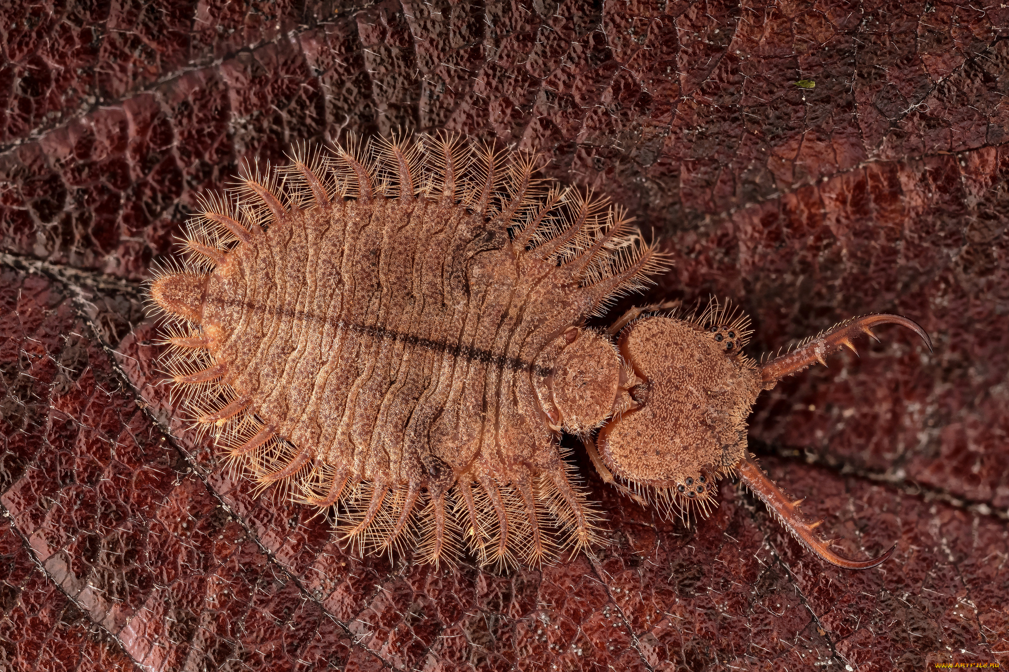 животные, насекомые, макро, насекомое, фон, жук, травинка