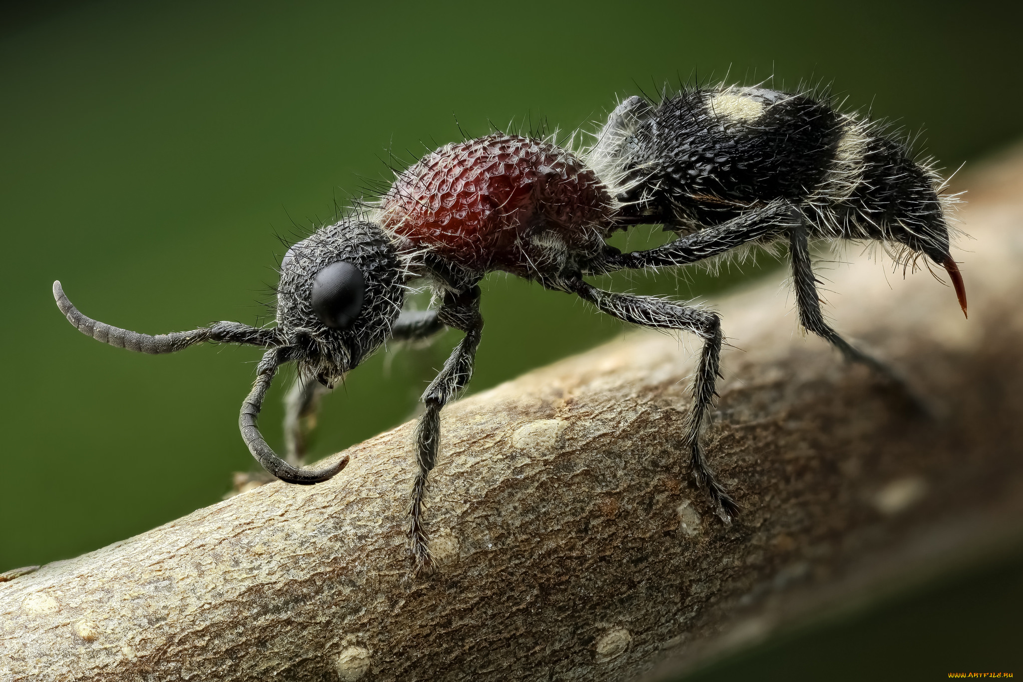 животные, насекомые, насекомое, жук, травинка, макро, фон