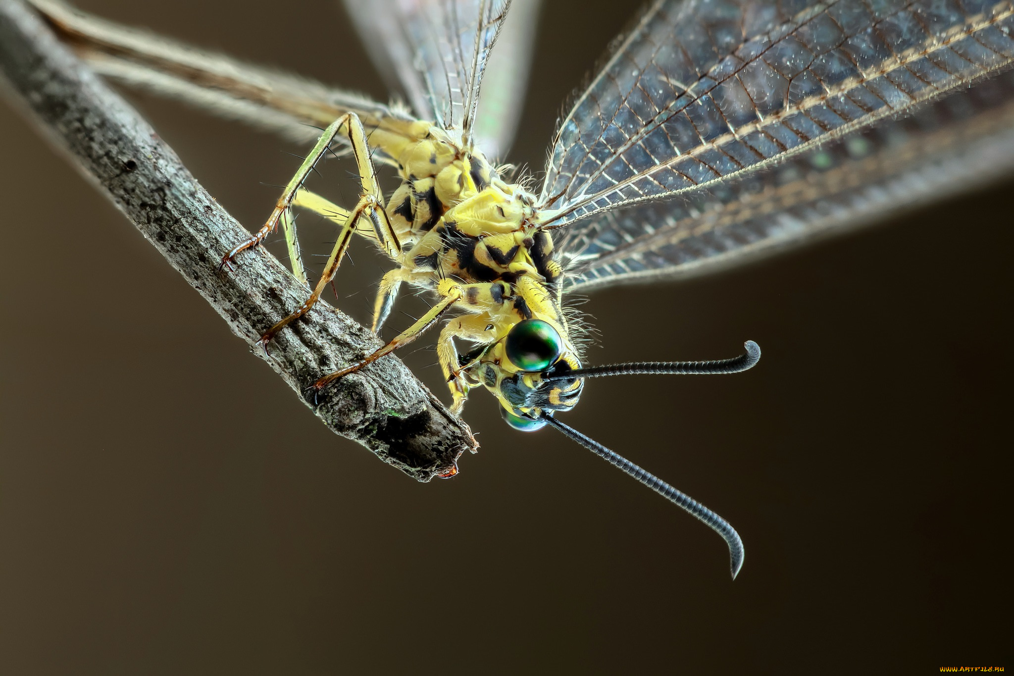 животные, стрекозы, фон, насекомое, стрекоза, травинка, макро