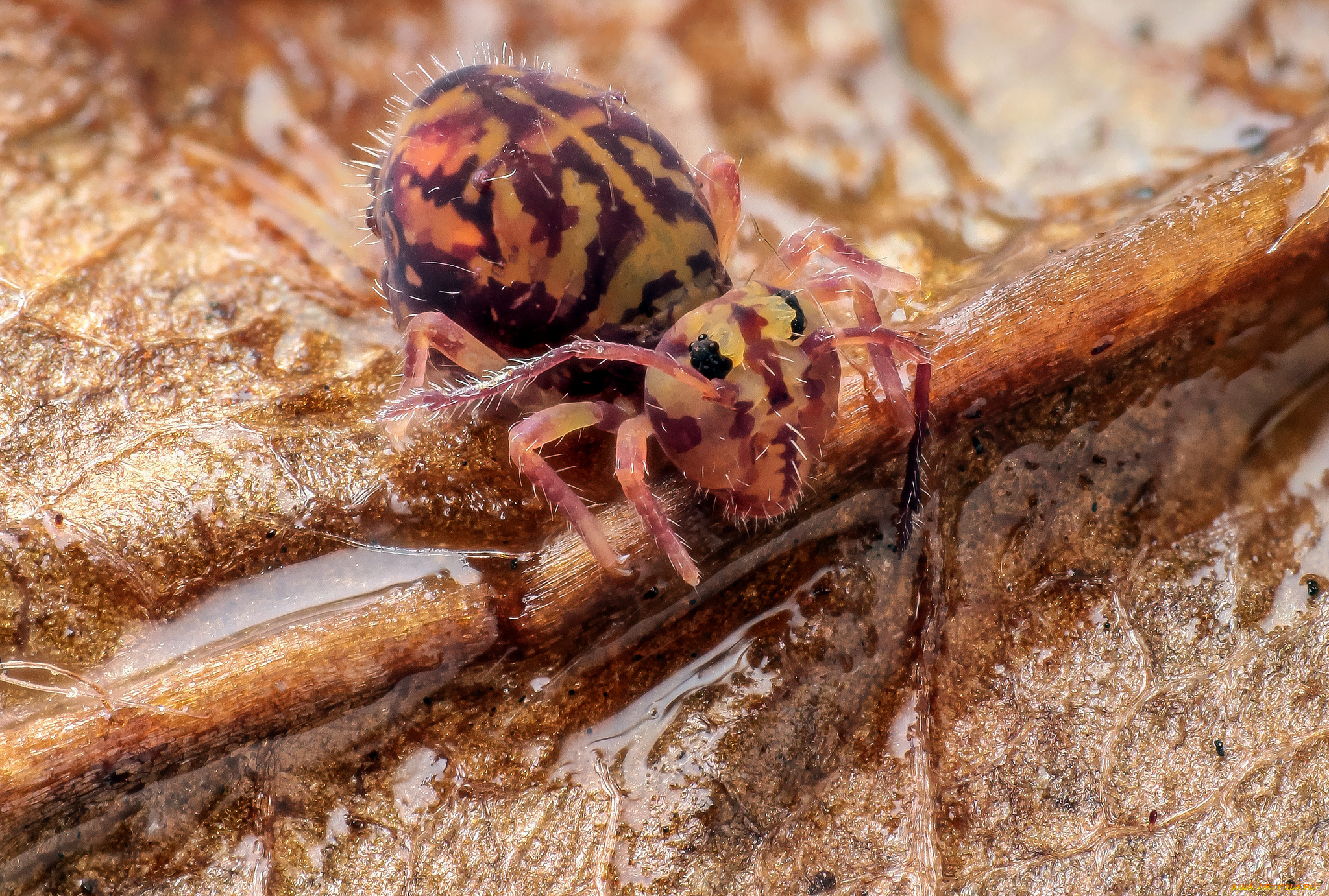 животные, насекомые, вода, фон, утро, насекомое, макро