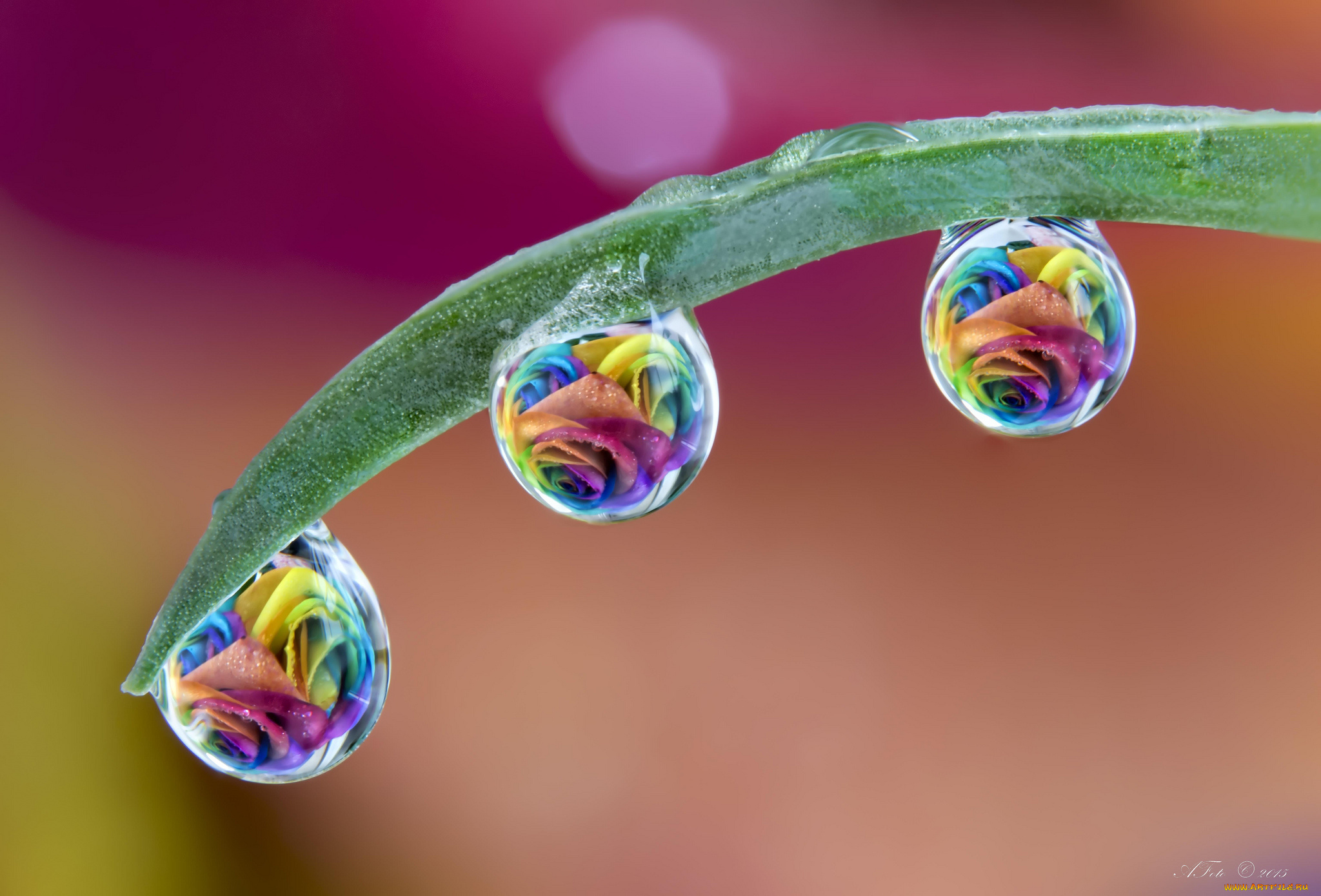 разное, капли, , брызги, , всплески, травинка, розы, цветы, роса, макро