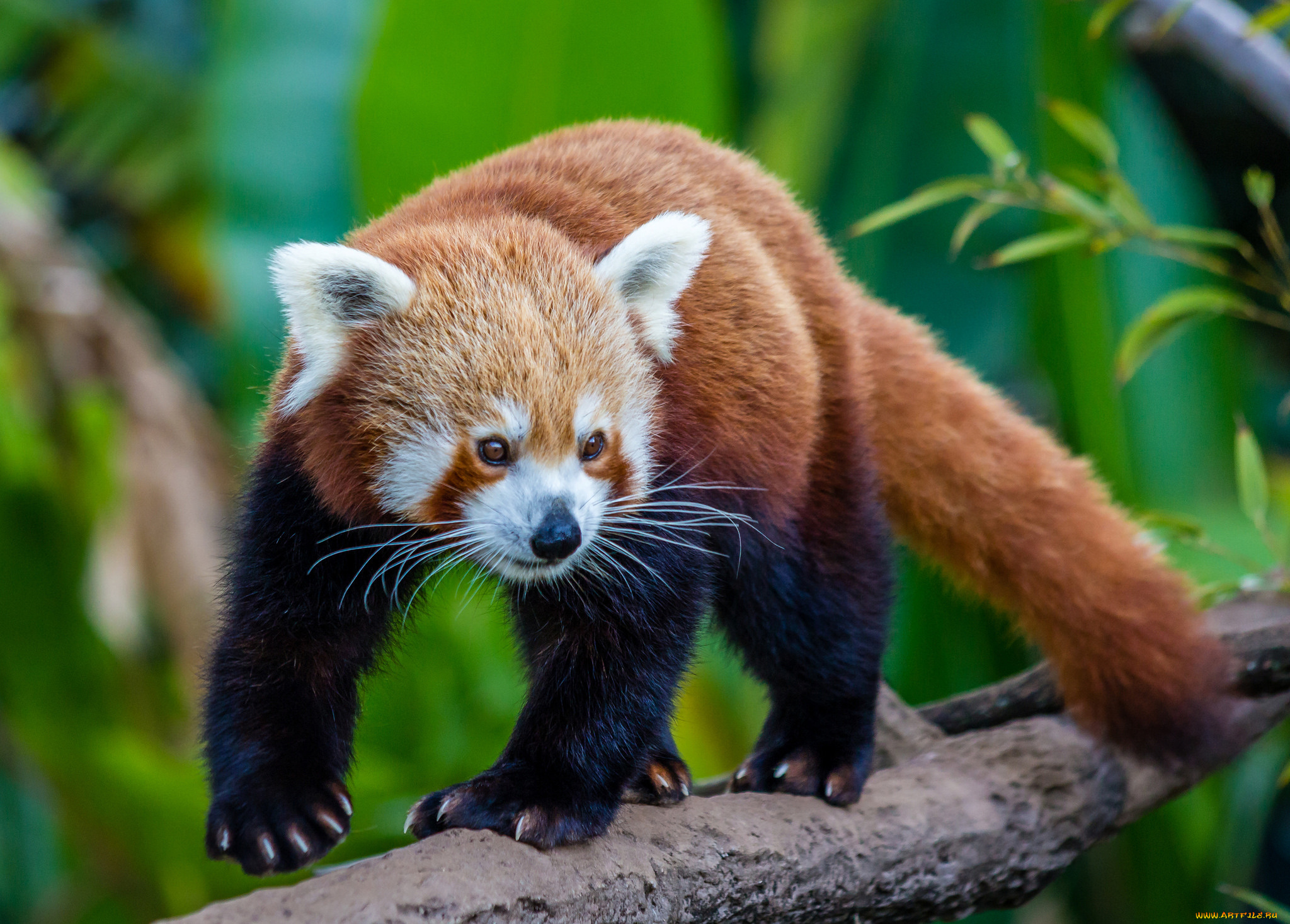 животные, панды, панда