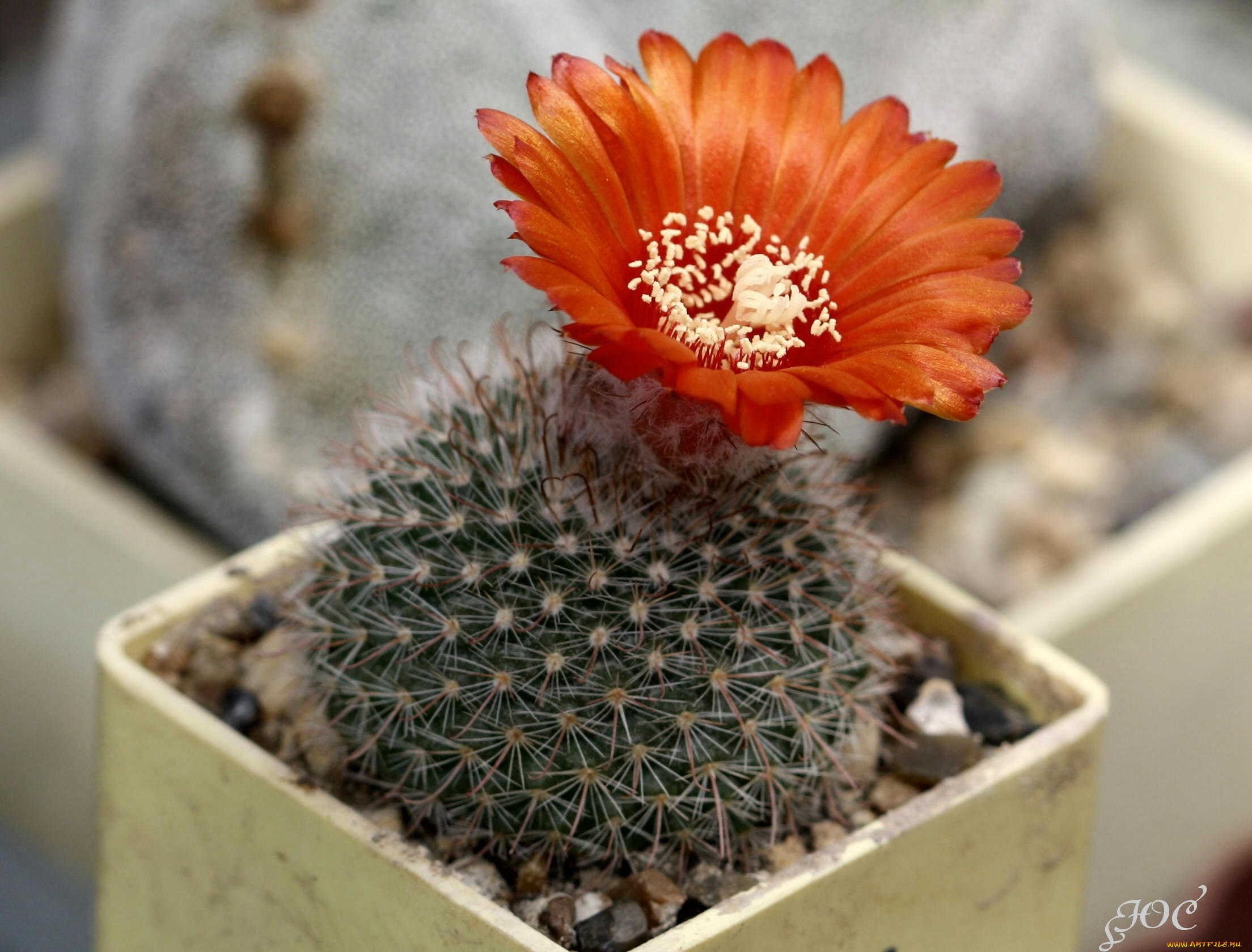 цветы, кактусы, кактус, макро, цветение, красота, колючки