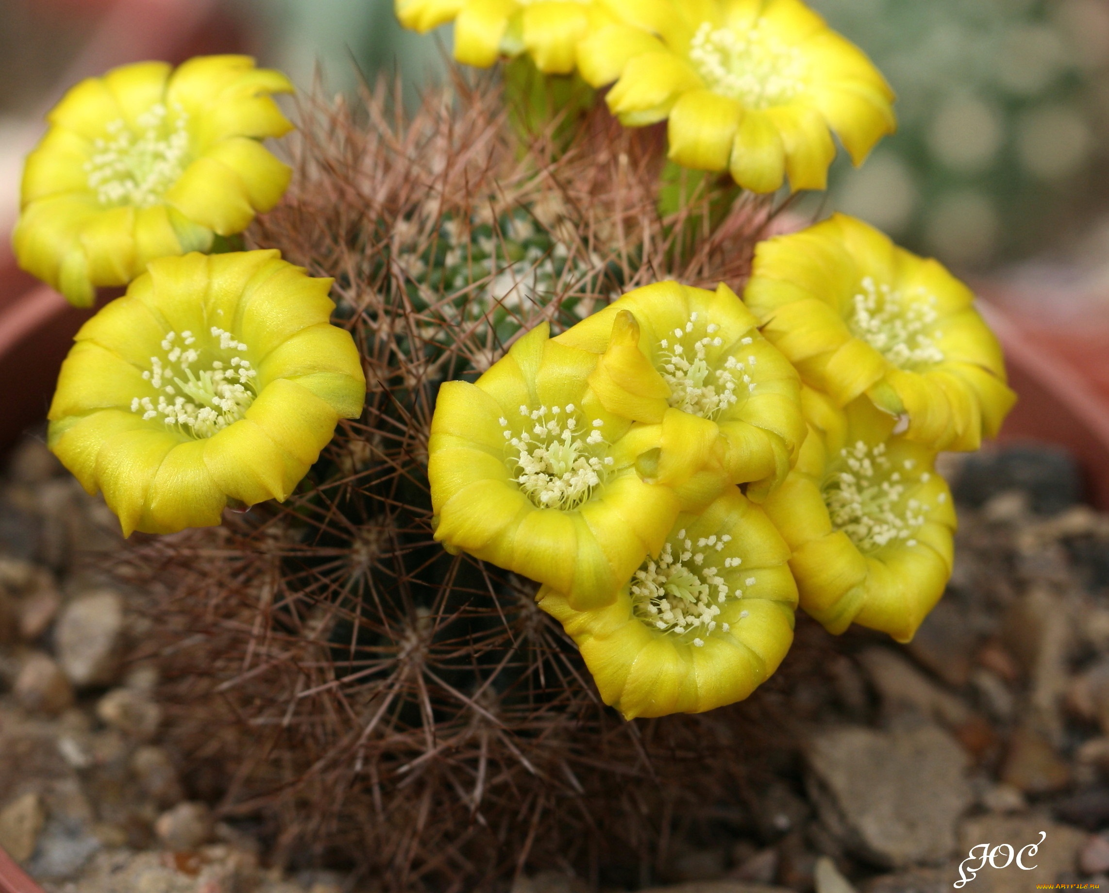 цветы, кактусы, красота, жёлтые, красивые, кактус
