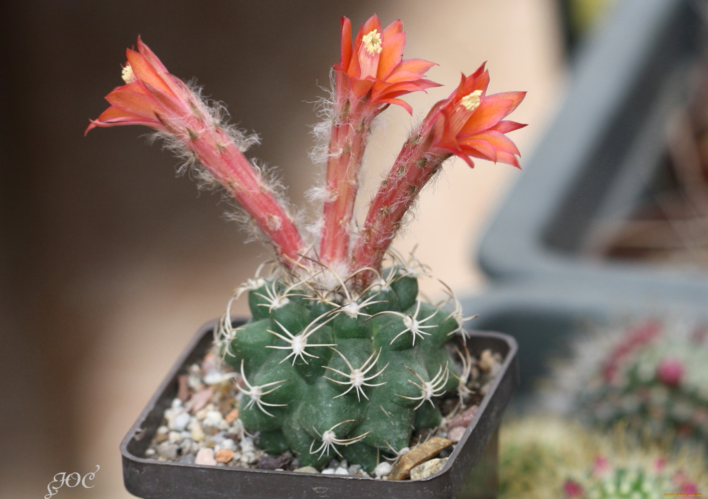 цветы, кактусы, макро, кактус, колючки, красота, цветение