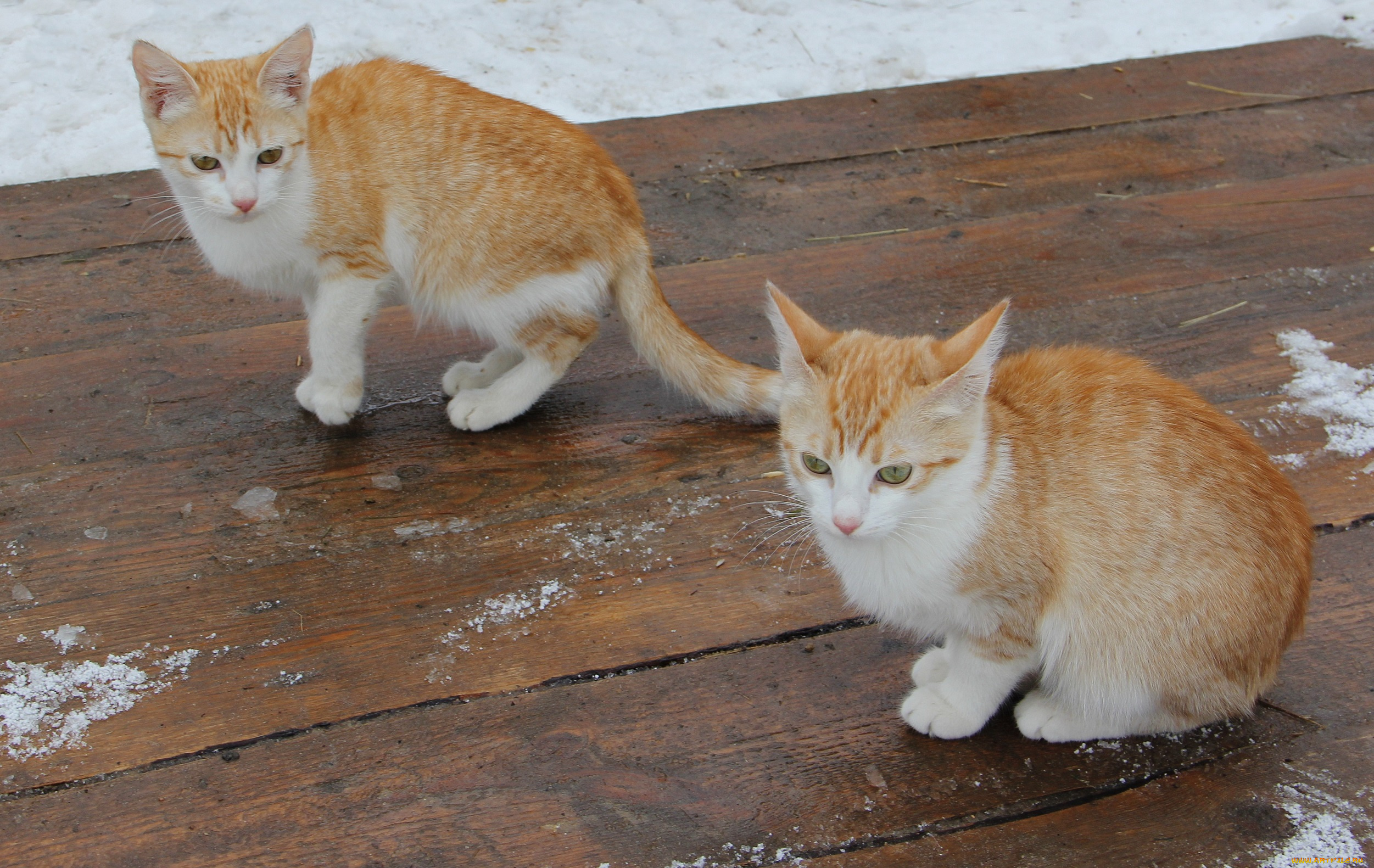 животные, коты, котята, пара, рыжие