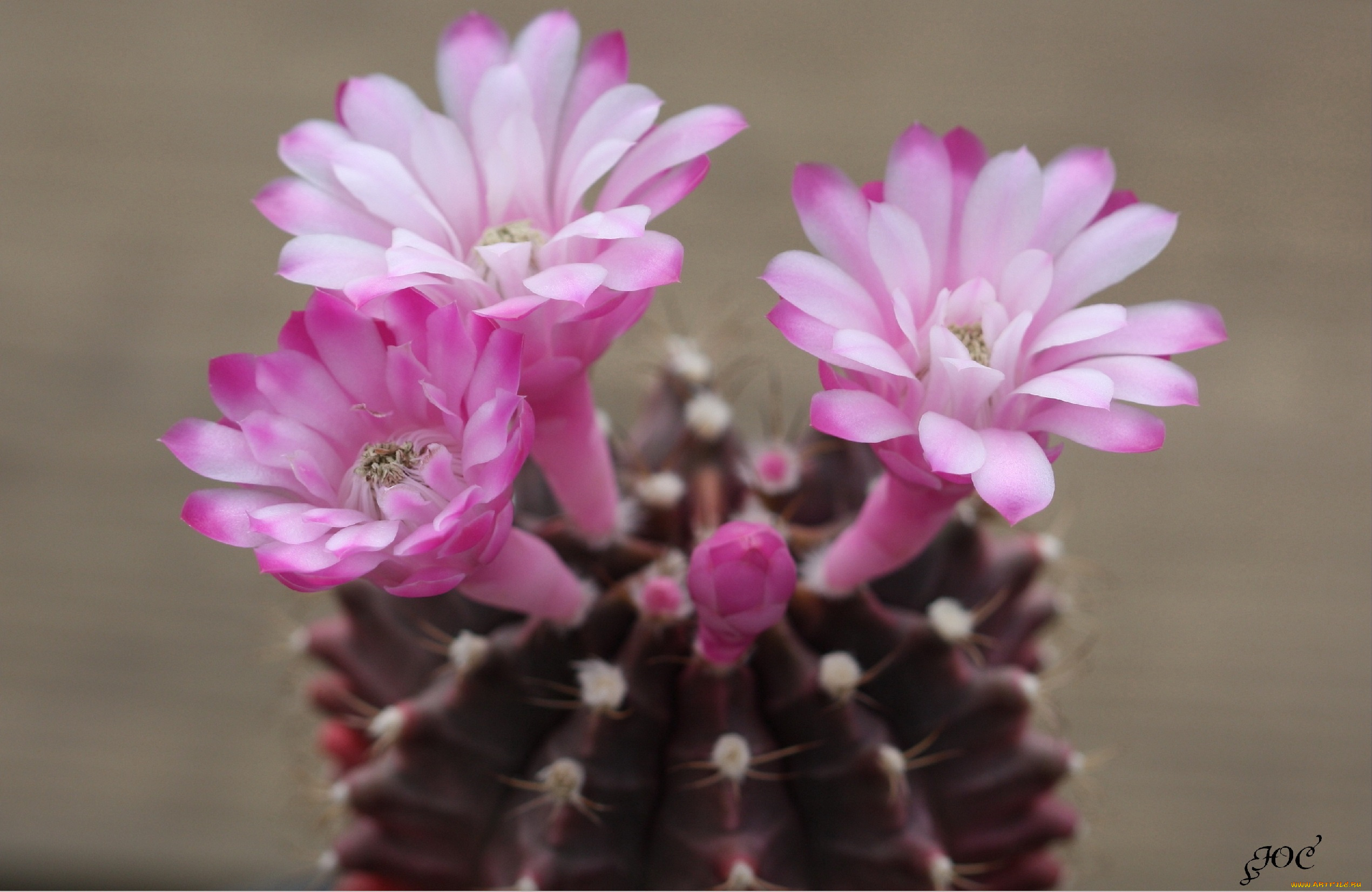 цветы, кактусы, кактус, цветение, красота, макро