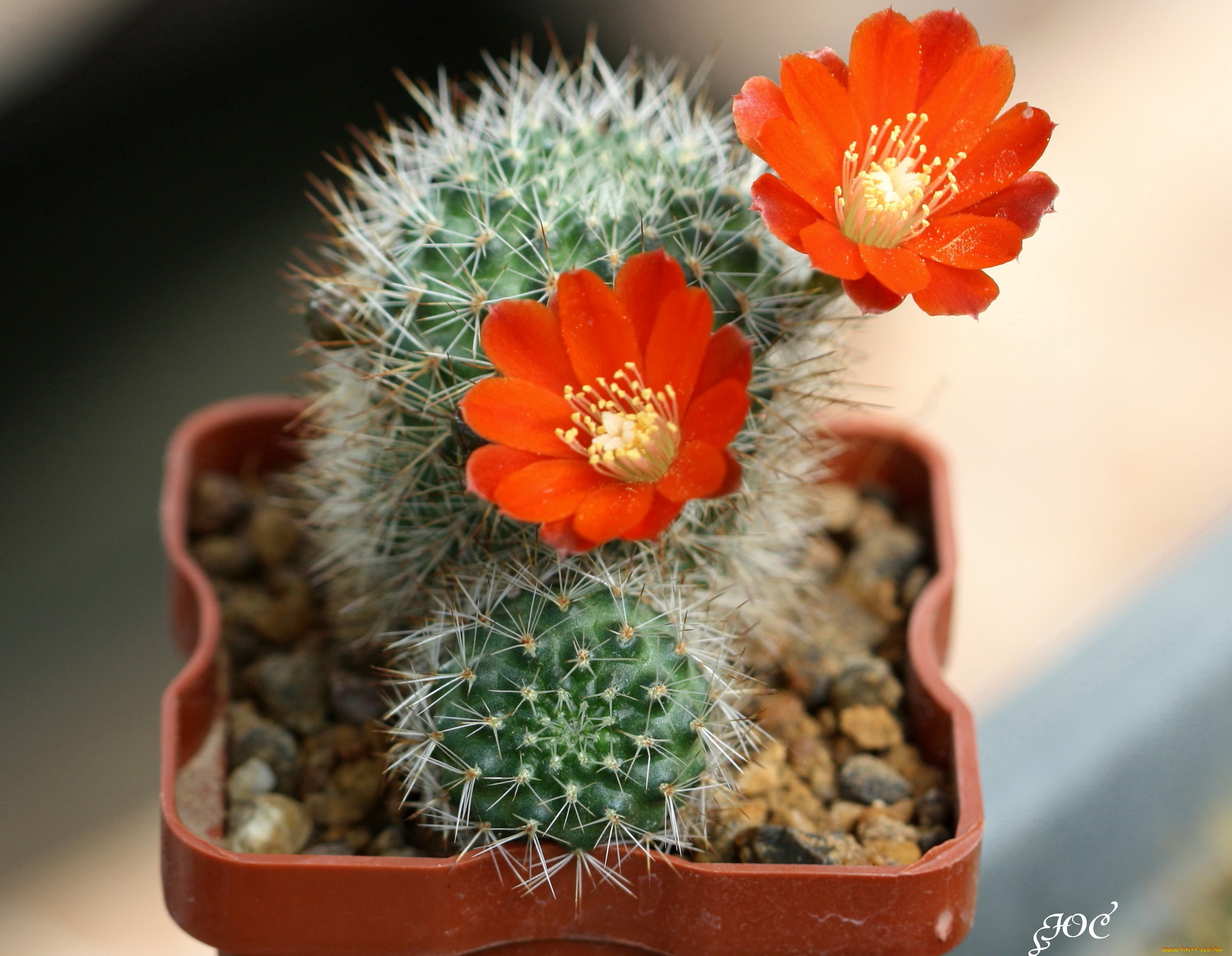 цветы, кактусы, красота, цветение, макро, кактус