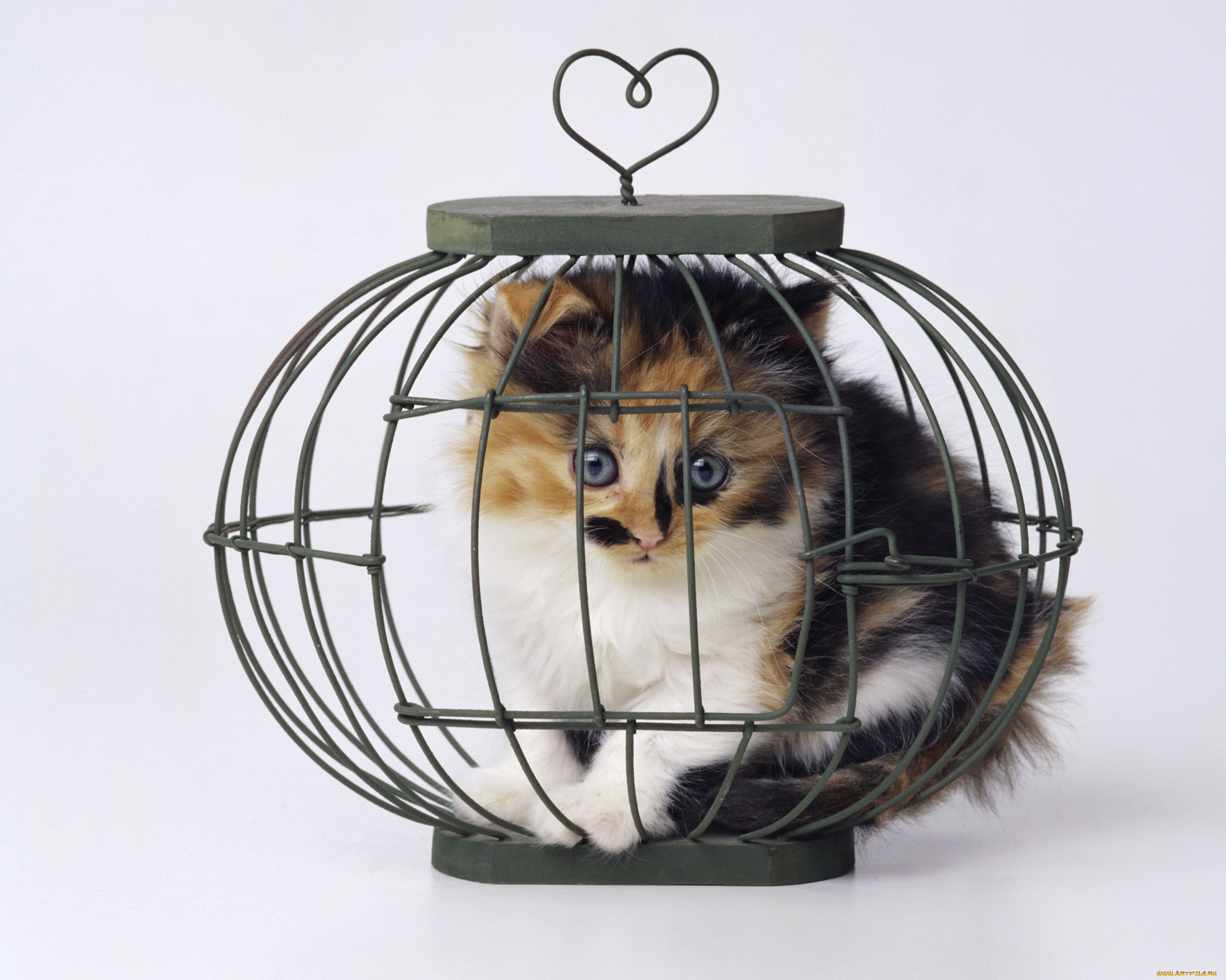 животные, коты, кьтенок, клетка