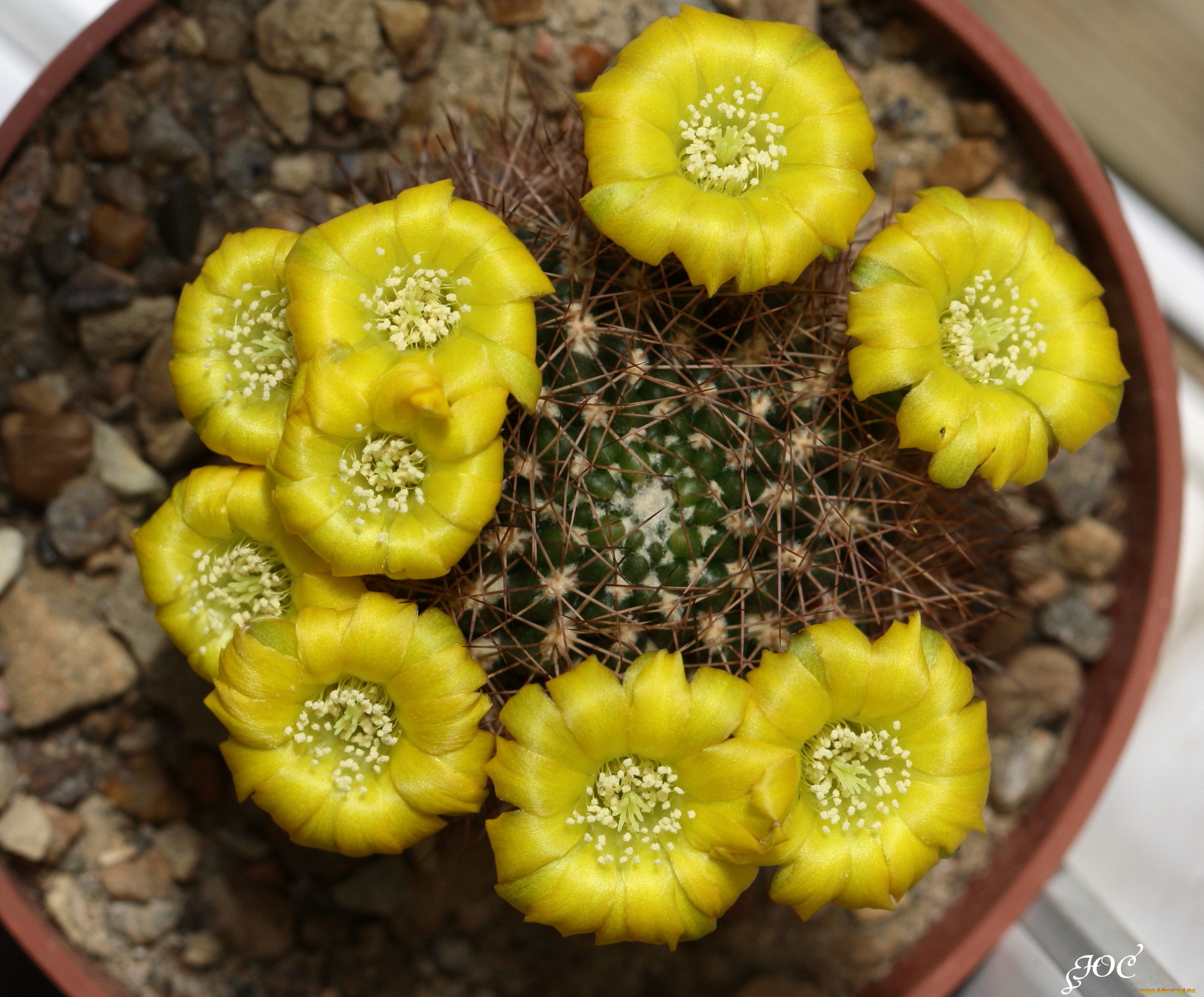 цветы, кактусы, красота, кактус, цветение, макро