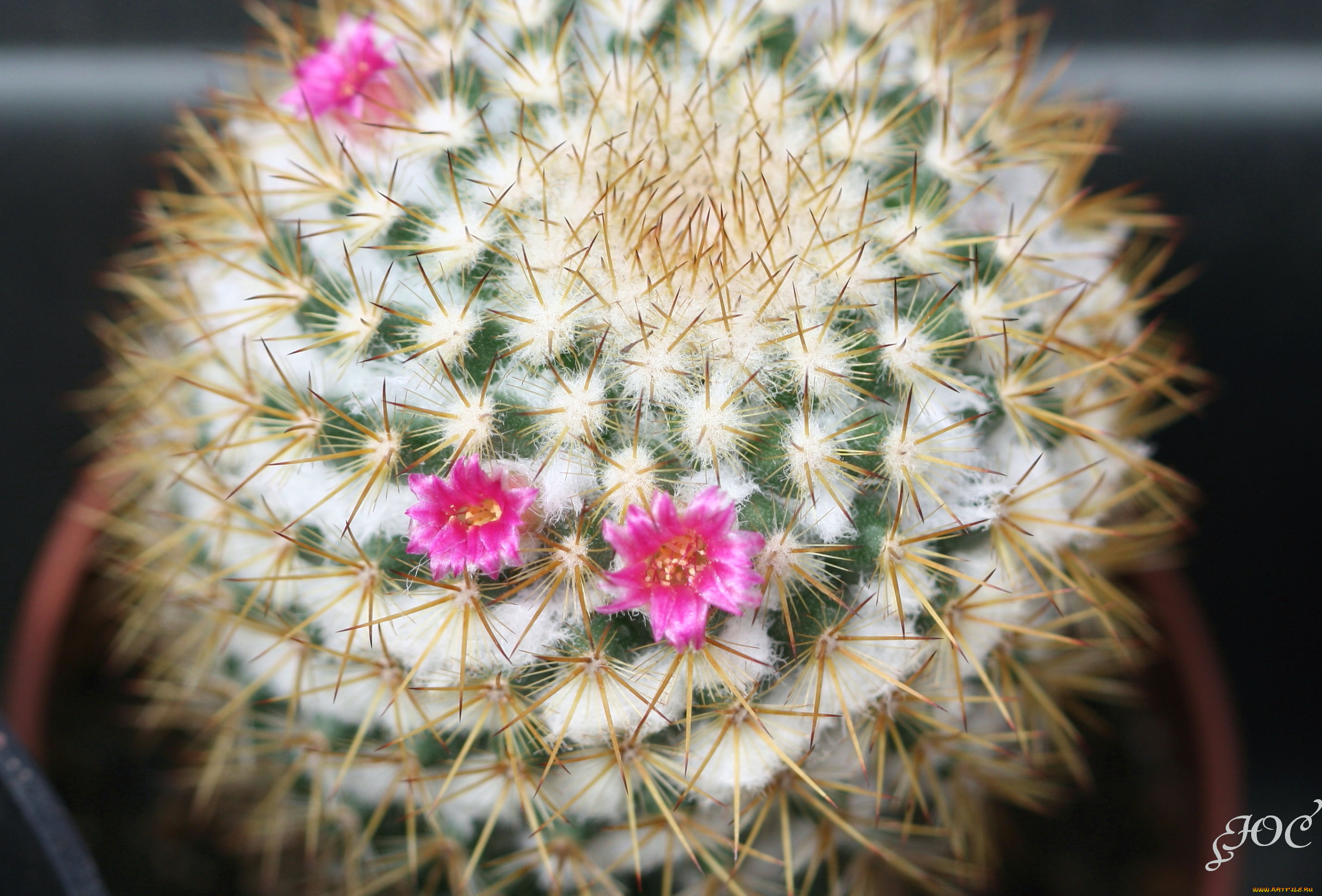 цветы, кактусы, красота, колючки, кактус, макро, цветение