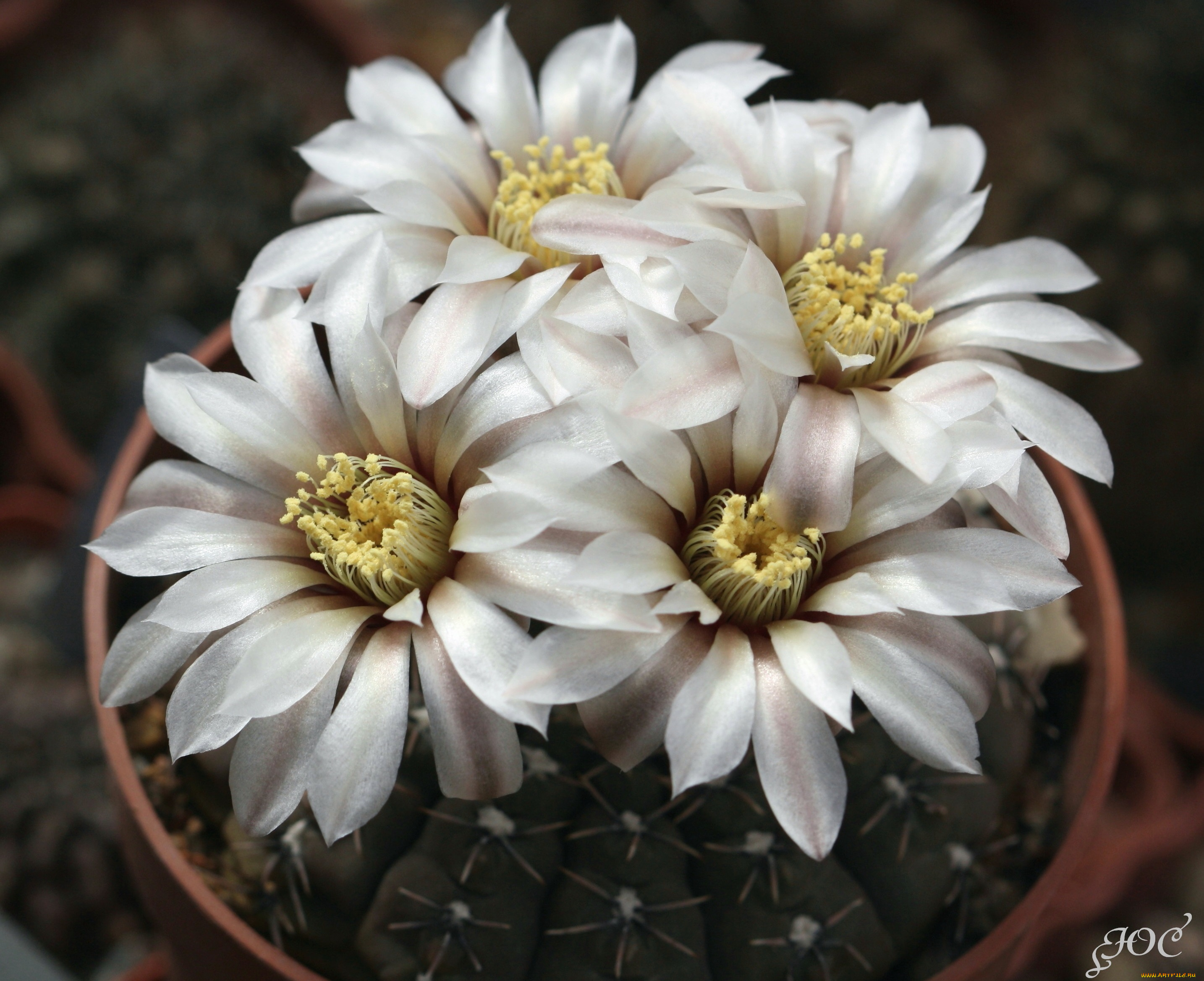 цветы, кактусы, цветение, красота, колючки, кактус, макро