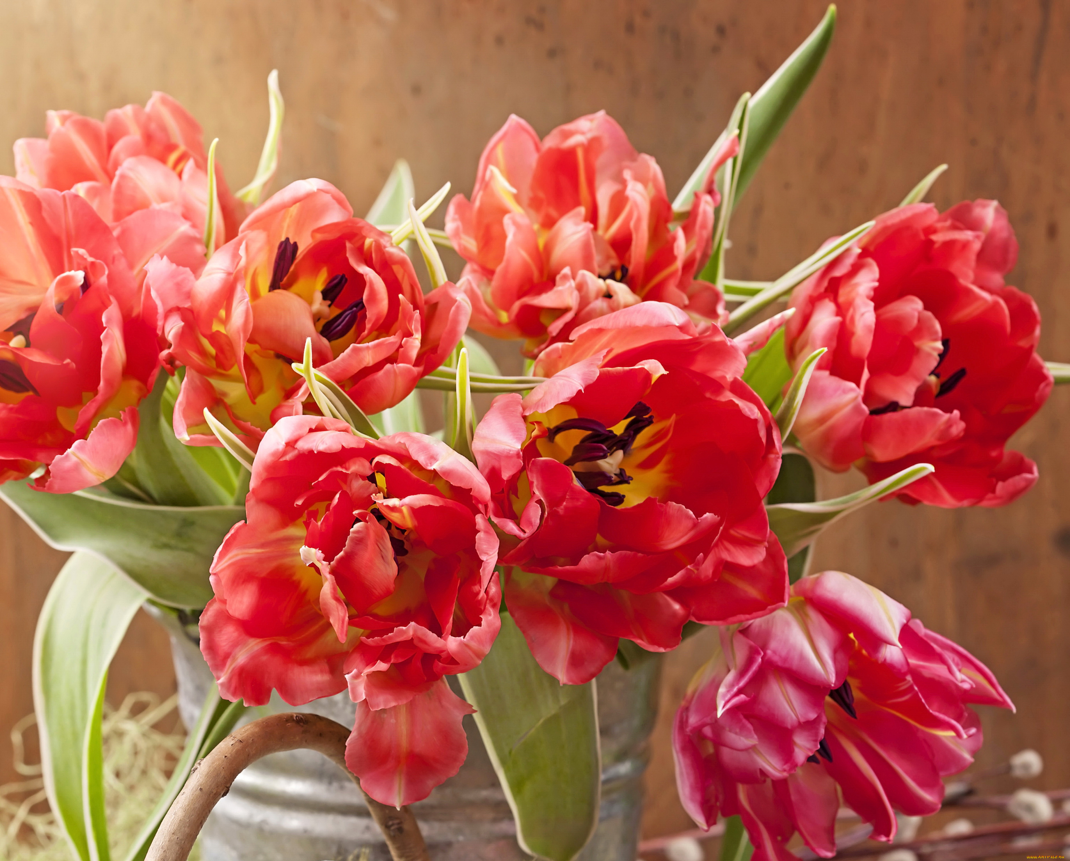 цветы, тюльпаны, красные, много