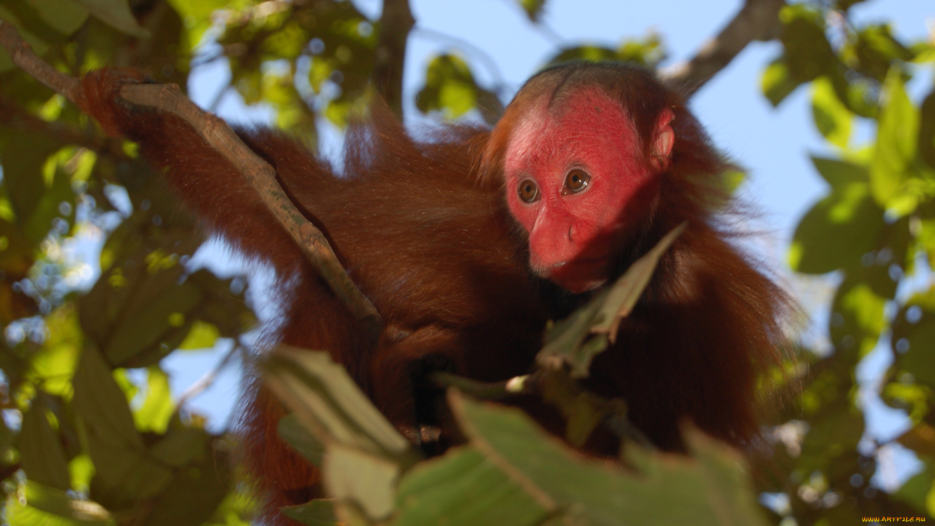 лысый, уакари, животные, обезьяны, лысый, уакари, джунгли, приматы, бразилия