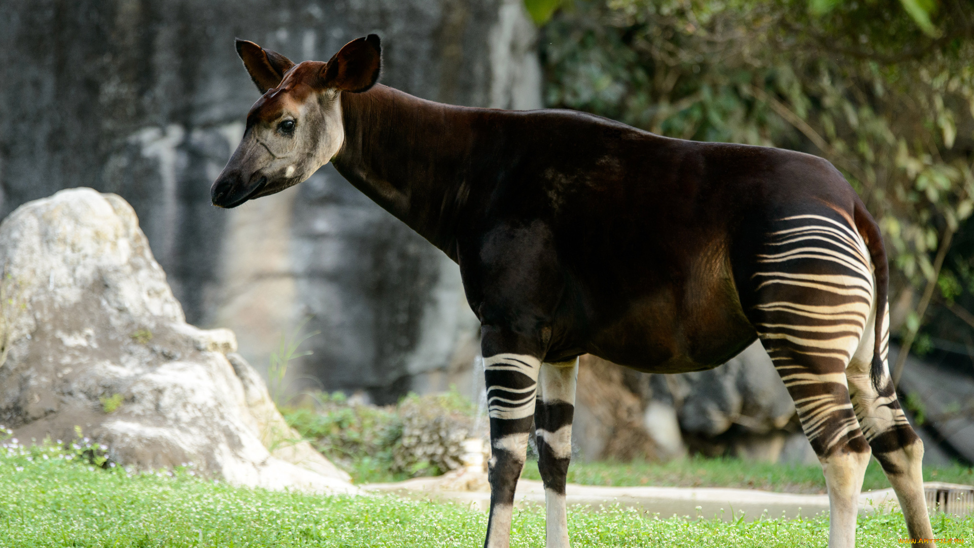 okapi, животные, жирафы, млекопитающее, парнокопытные