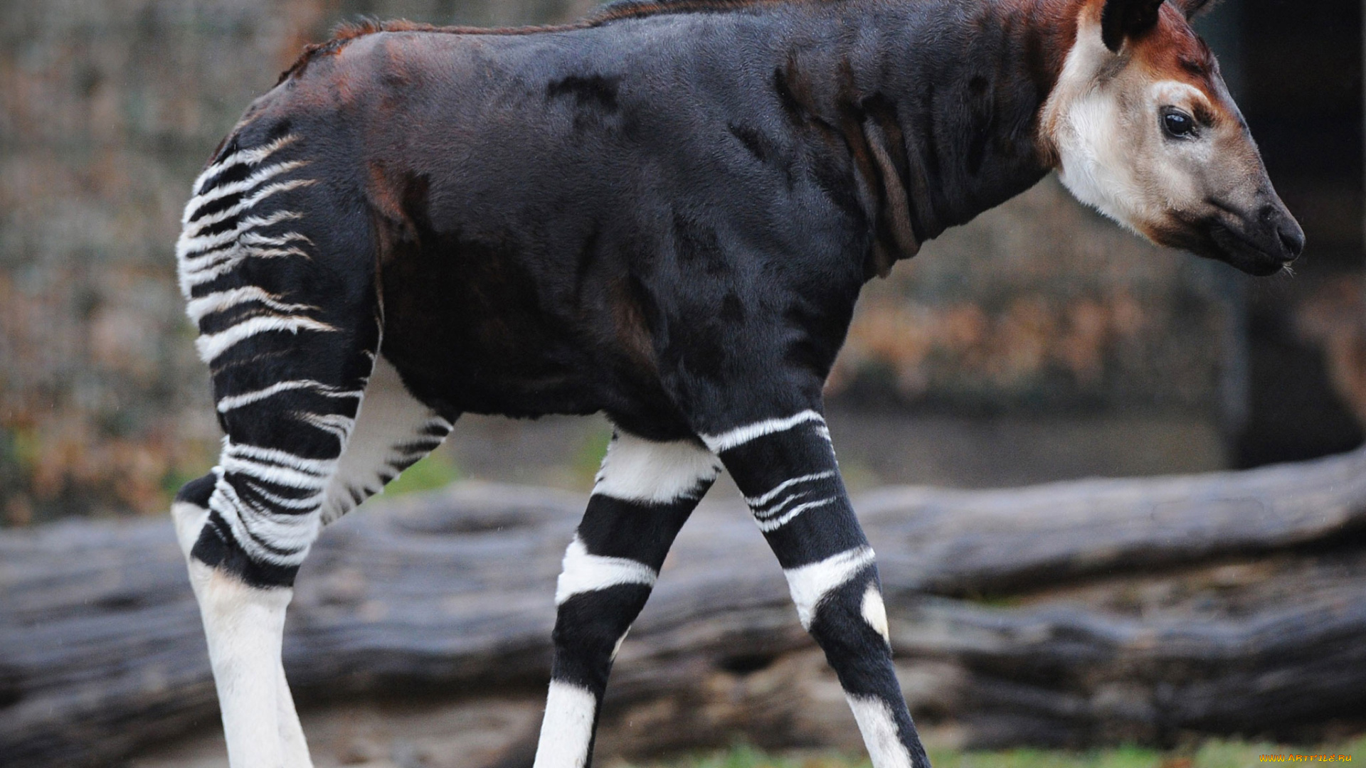 okapi, животные, жирафы, парнокопытные, млекопитающее