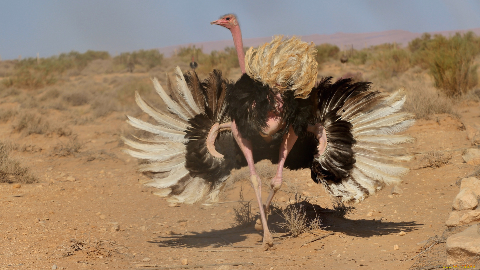 страус, животные, страусы, птица, перья, камни, песок