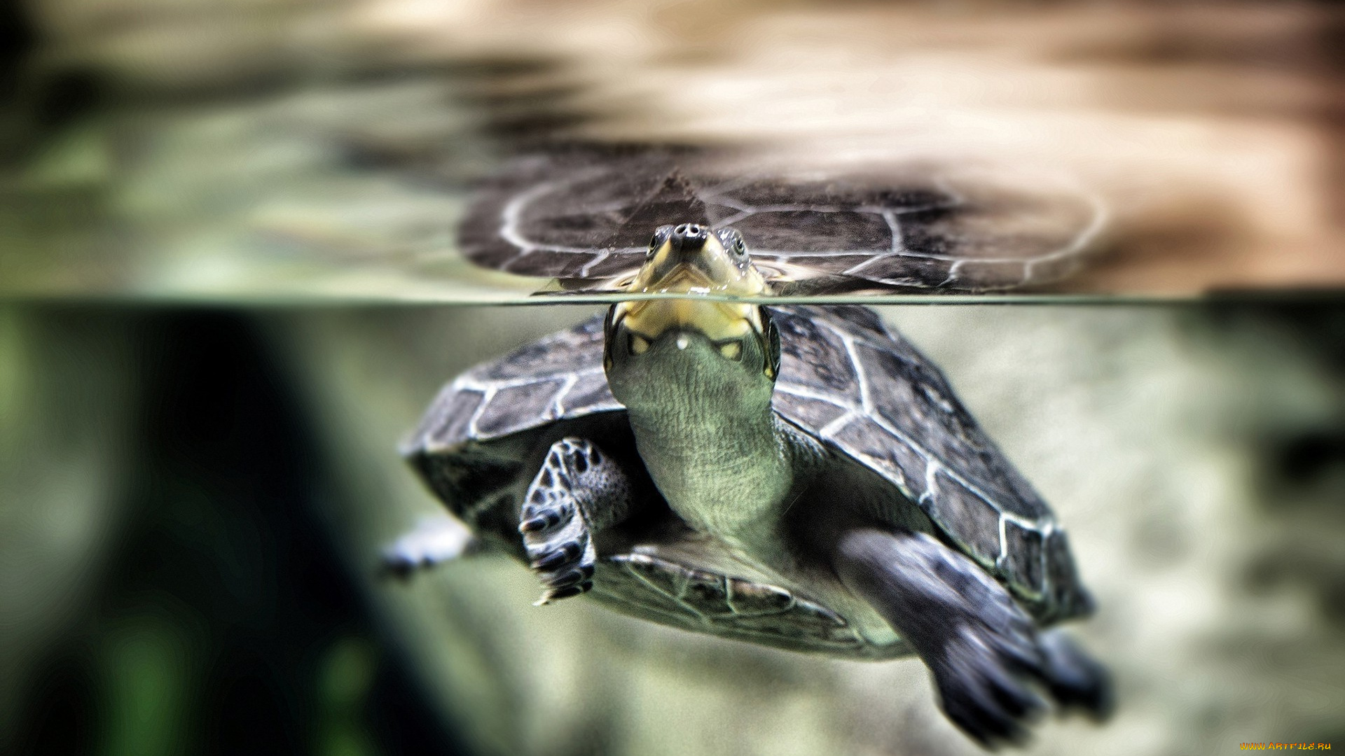 животные, Черепахи, вода, черепаха