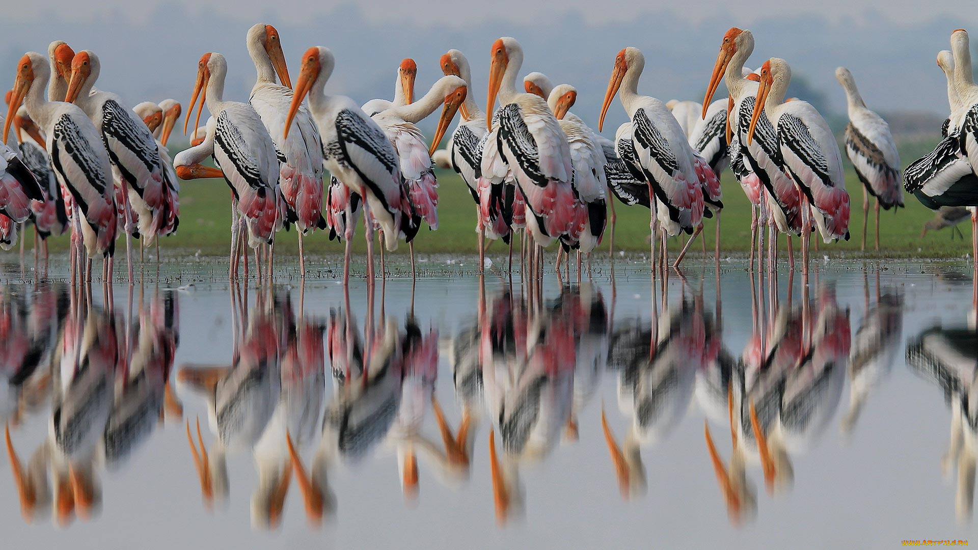 животные, фламинго