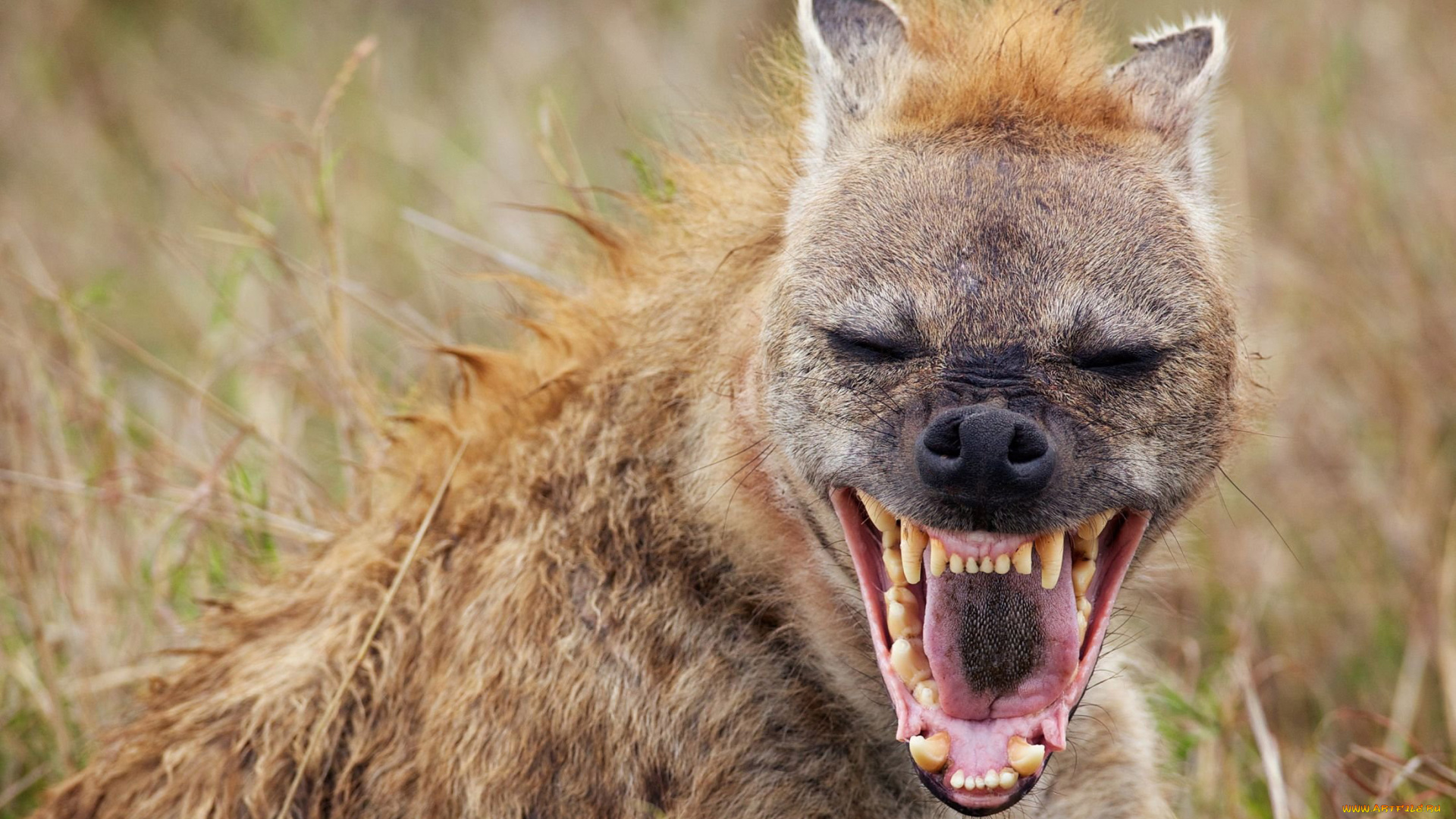 животные, гиены, , гиеновые, собаки, млекопитающие, хищник, гиена, кошкообразные, гиеновые