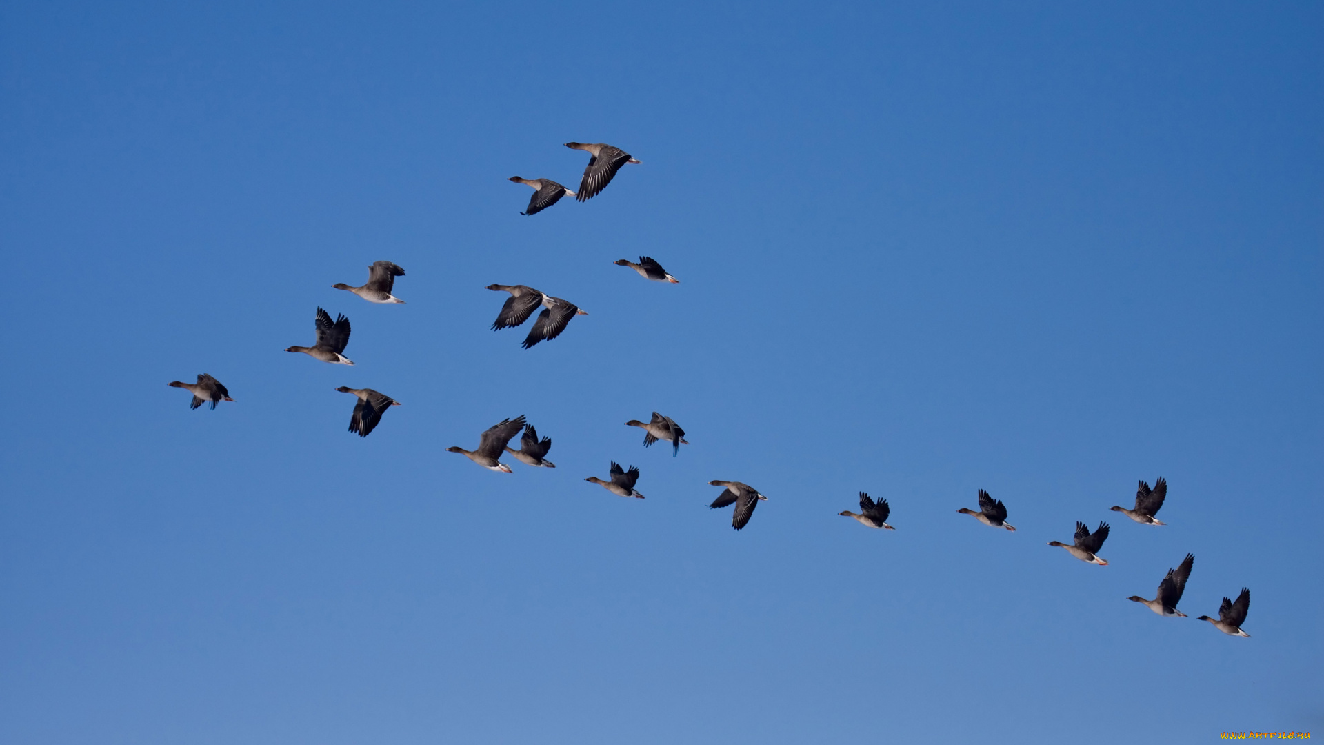 животные, гуси, клин, косяк, небо, птицы, утки