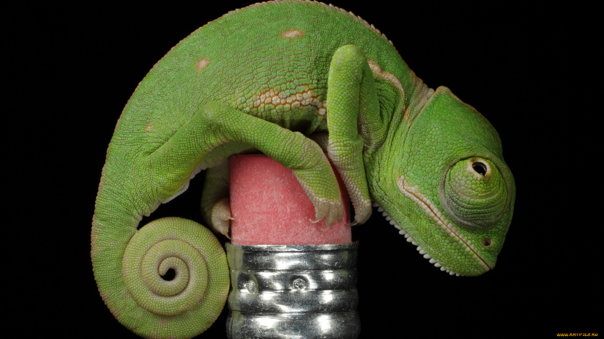 животные, хамелеоны, рептилия, ластик, зелёный, хамелеон, карандаш