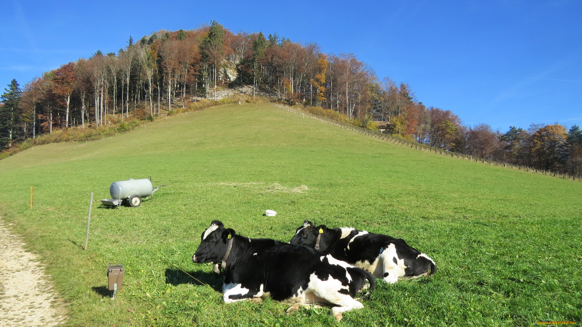 животные, коровы, , буйволы, луг