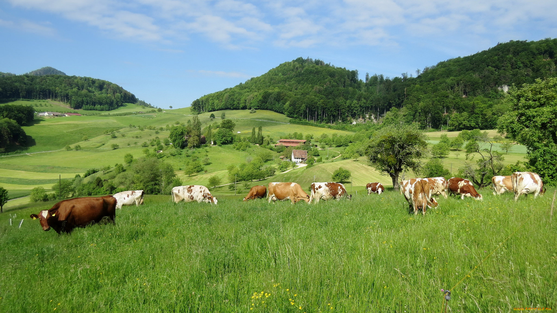 животные, коровы, , буйволы, луг