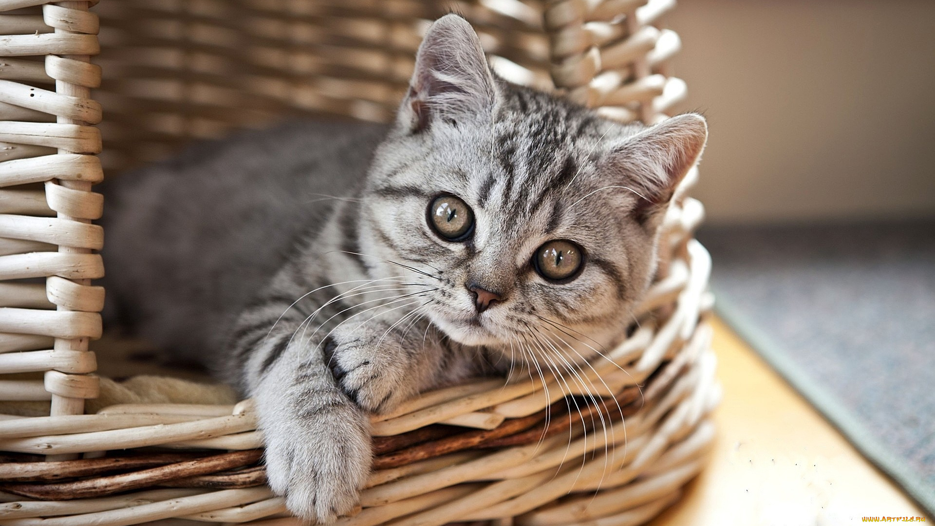 животные, коты, кошка, серая, корзина