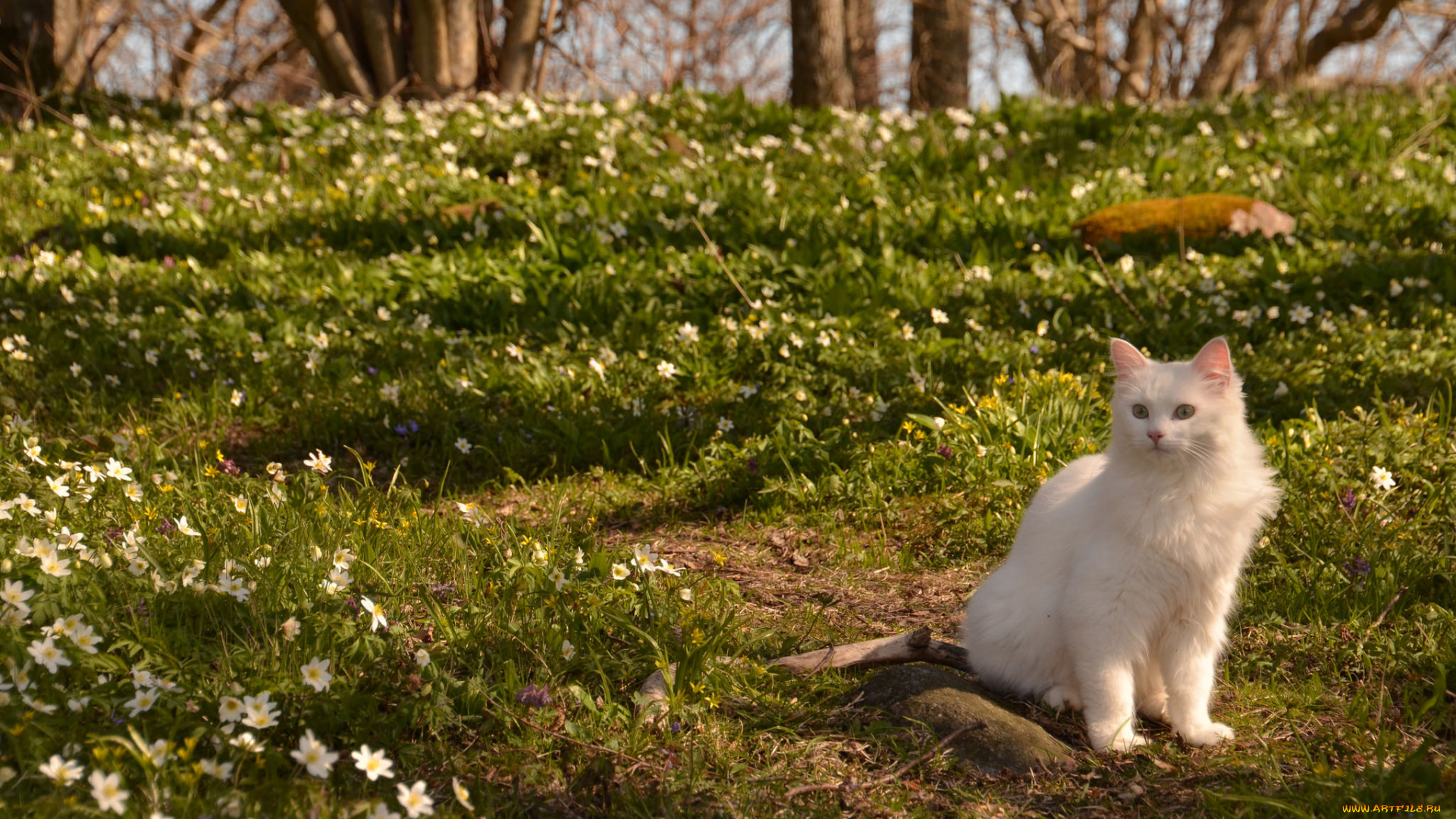 животные, коты, природа, весна, кот, ветреница, цветы, кошка