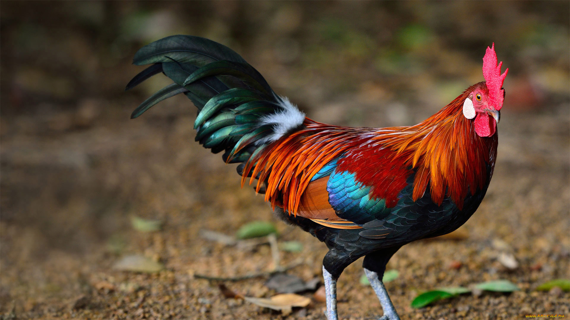 животные, куры, , петухи, петух