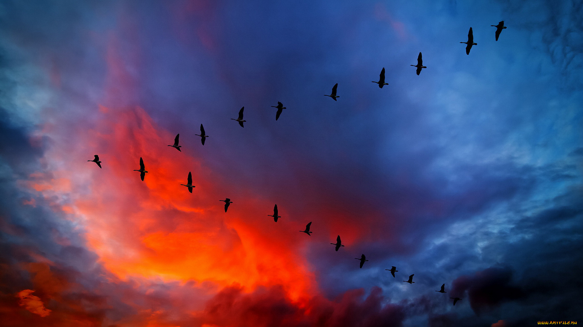 животные, лебеди, небо, птицы, полет, закат, тучи, клин, стая