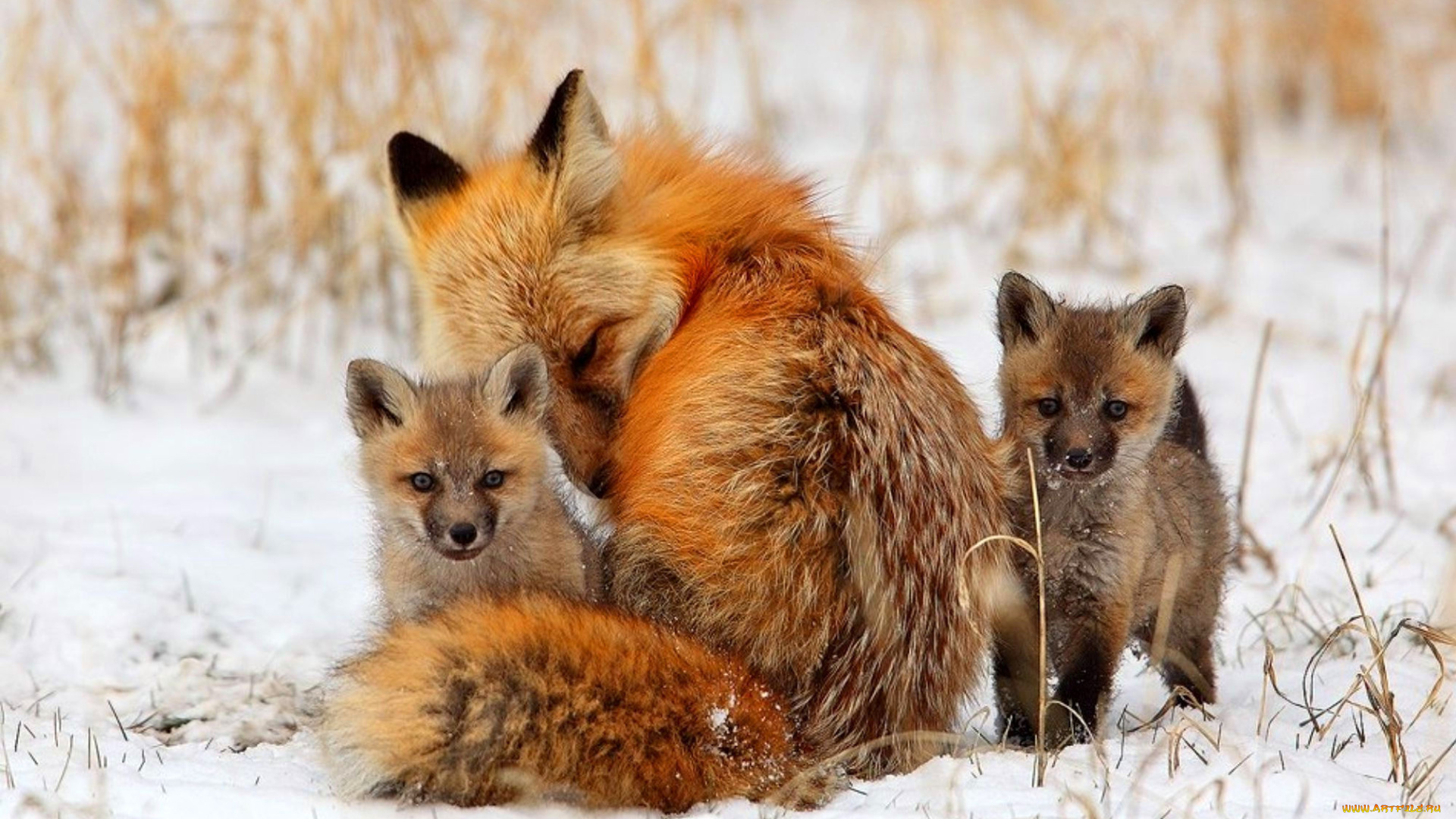 животные, лисы, поле, снег, трава, лисята, лиса