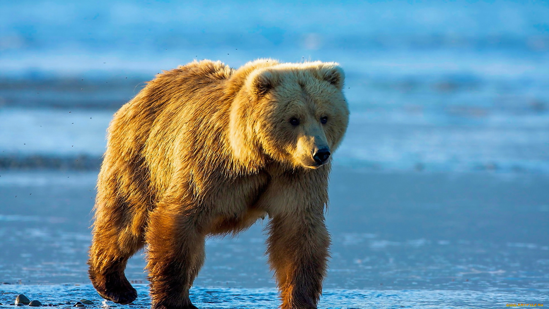 животные, медведи, медведь, фон, природа