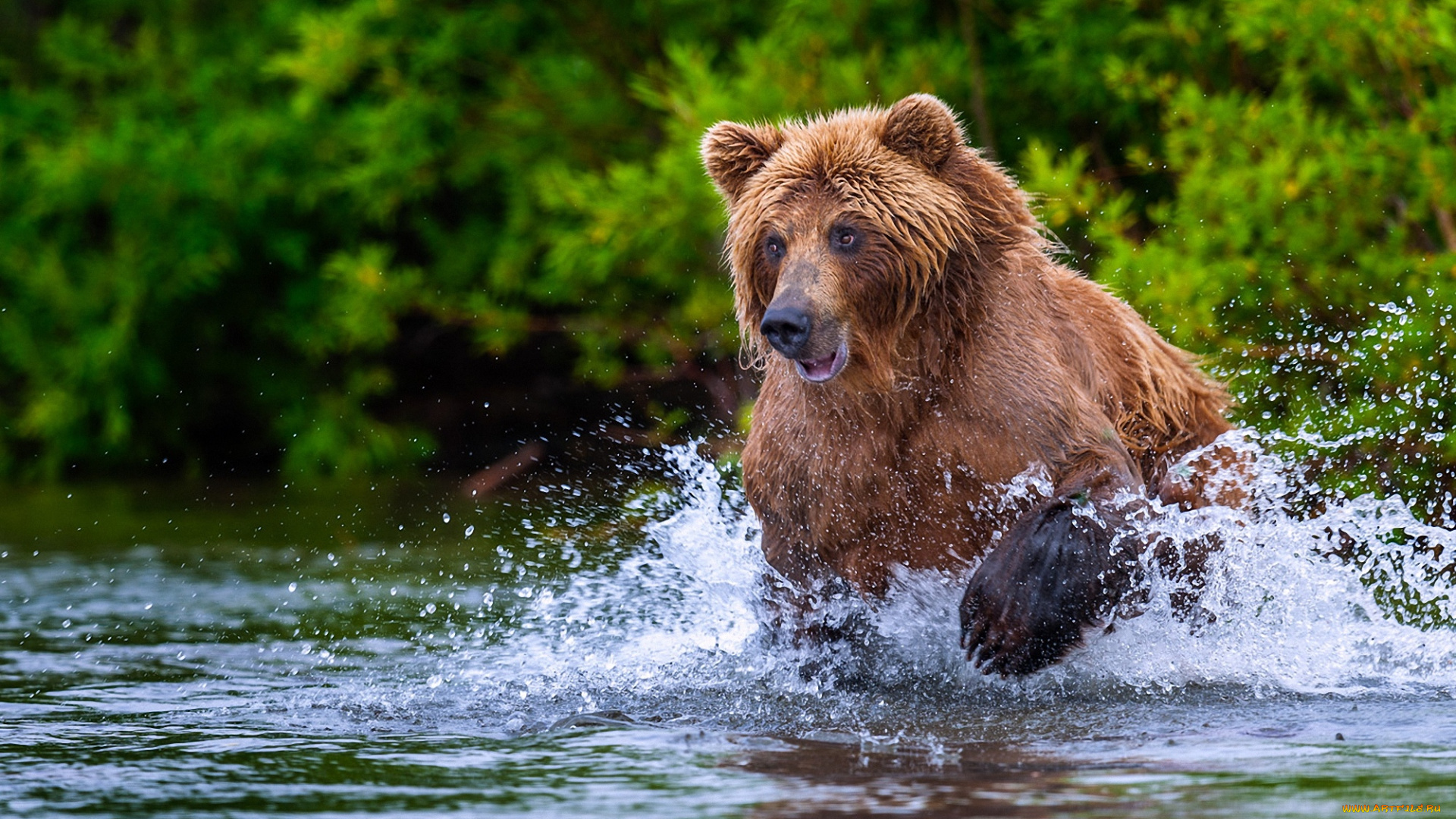 животные, медведи, охота, брызги, медведь