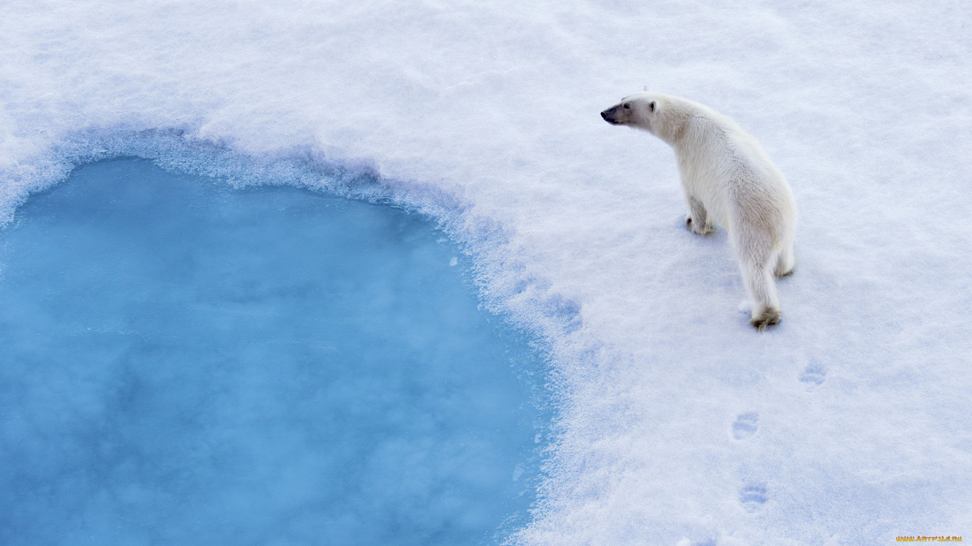 животные, медведи, следы, снег, белый, медведь, хищник
