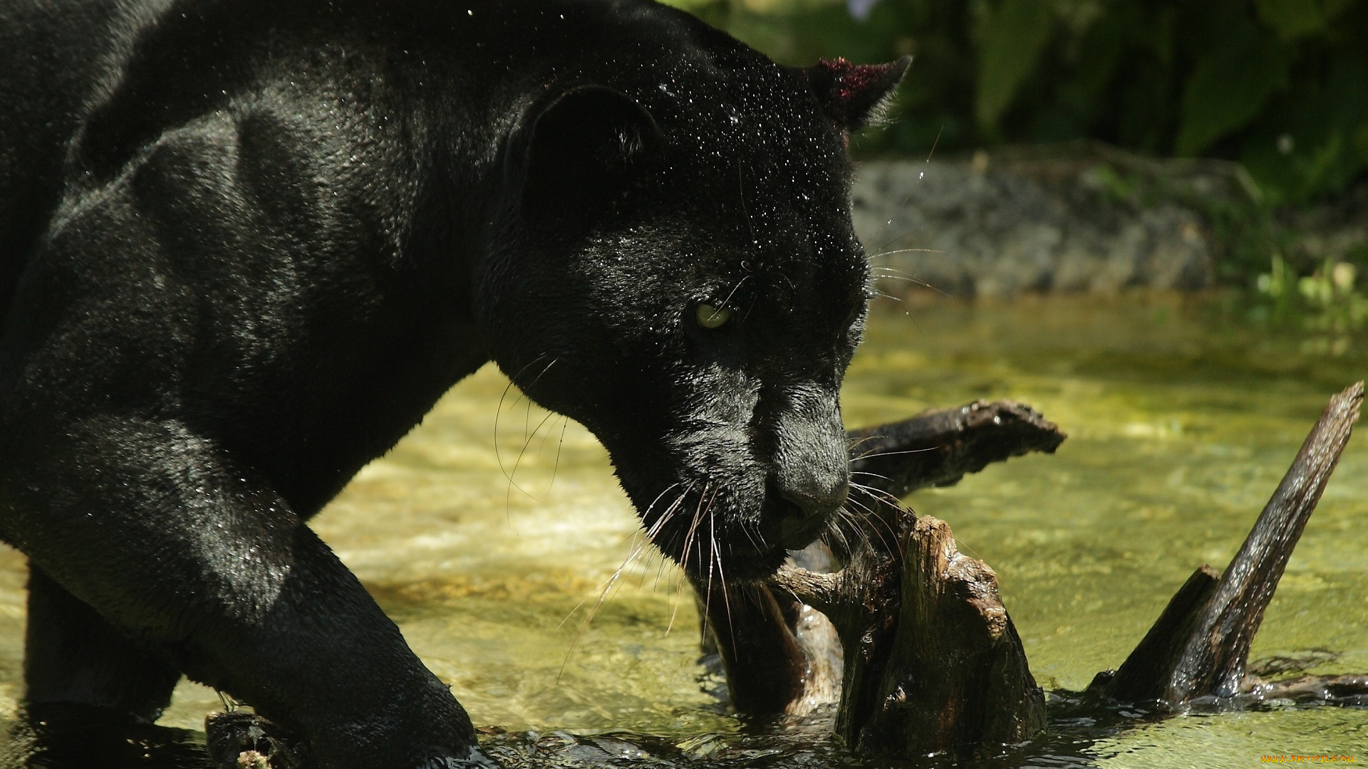животные, пантеры, ягуар, купание