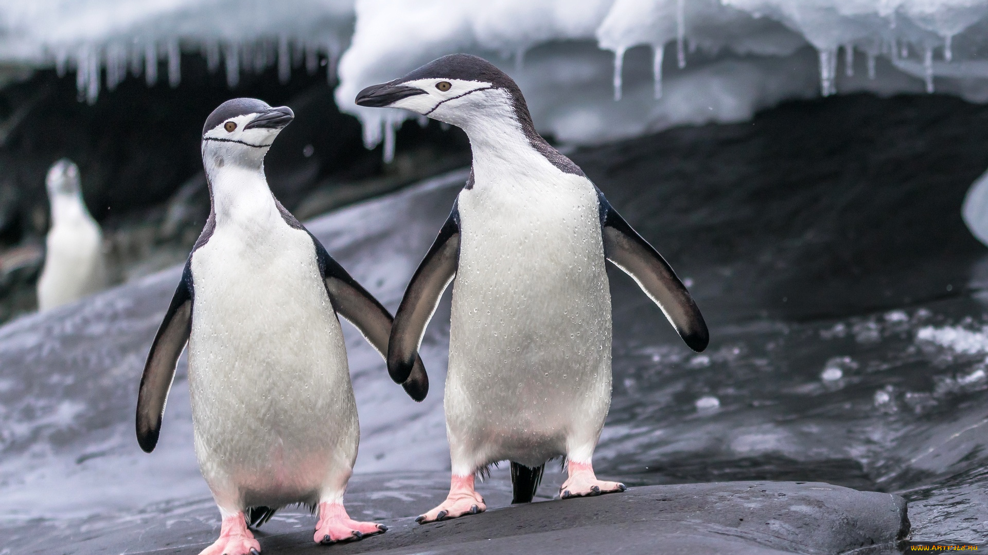 животные, пингвины, сосульки, камни, лед, пара, птицы