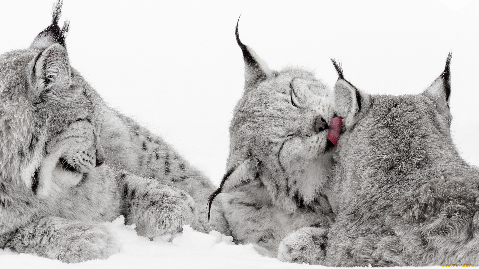 животные, рыси, снег, язык, кошки, зима