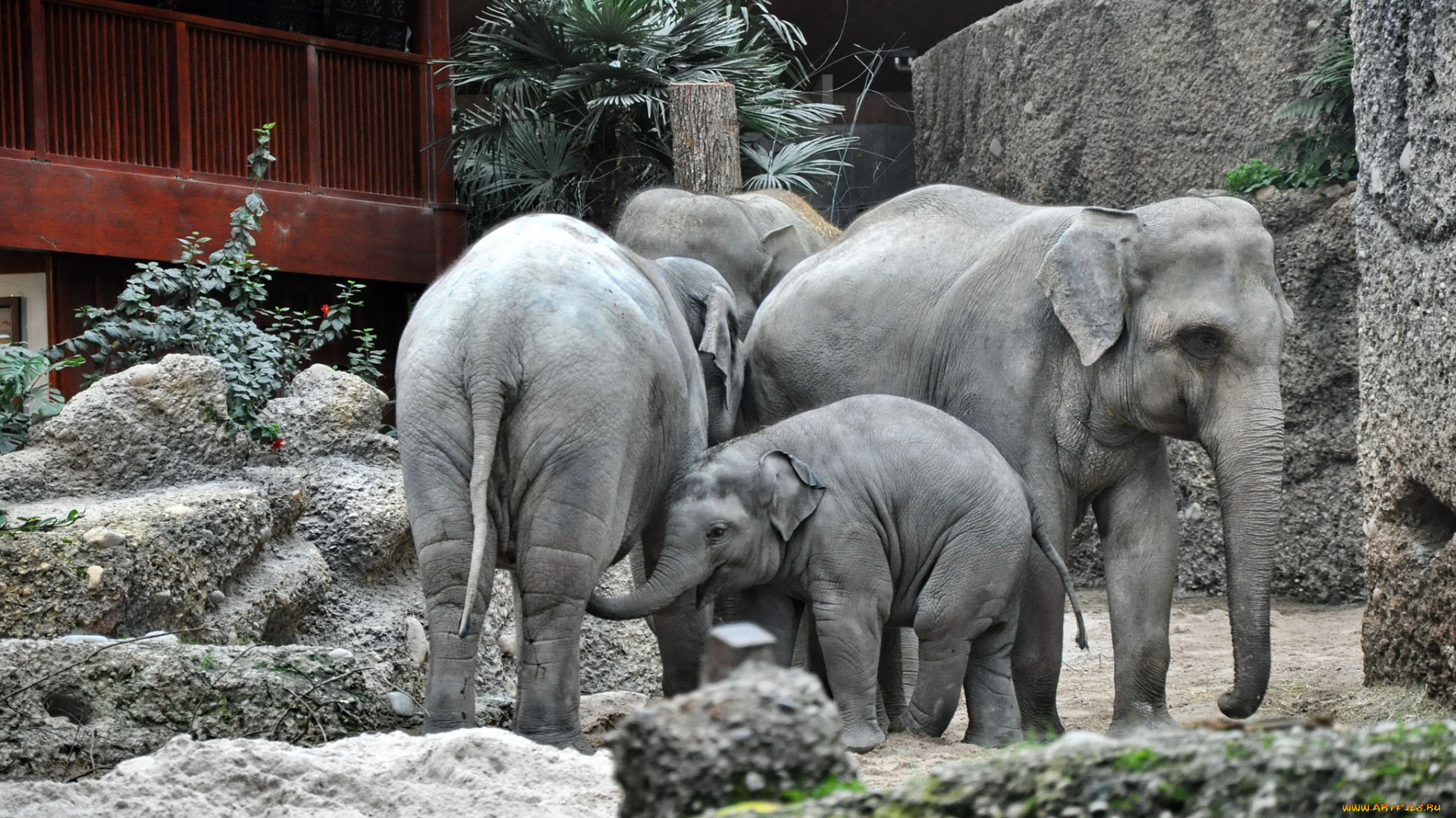 животные, слоны