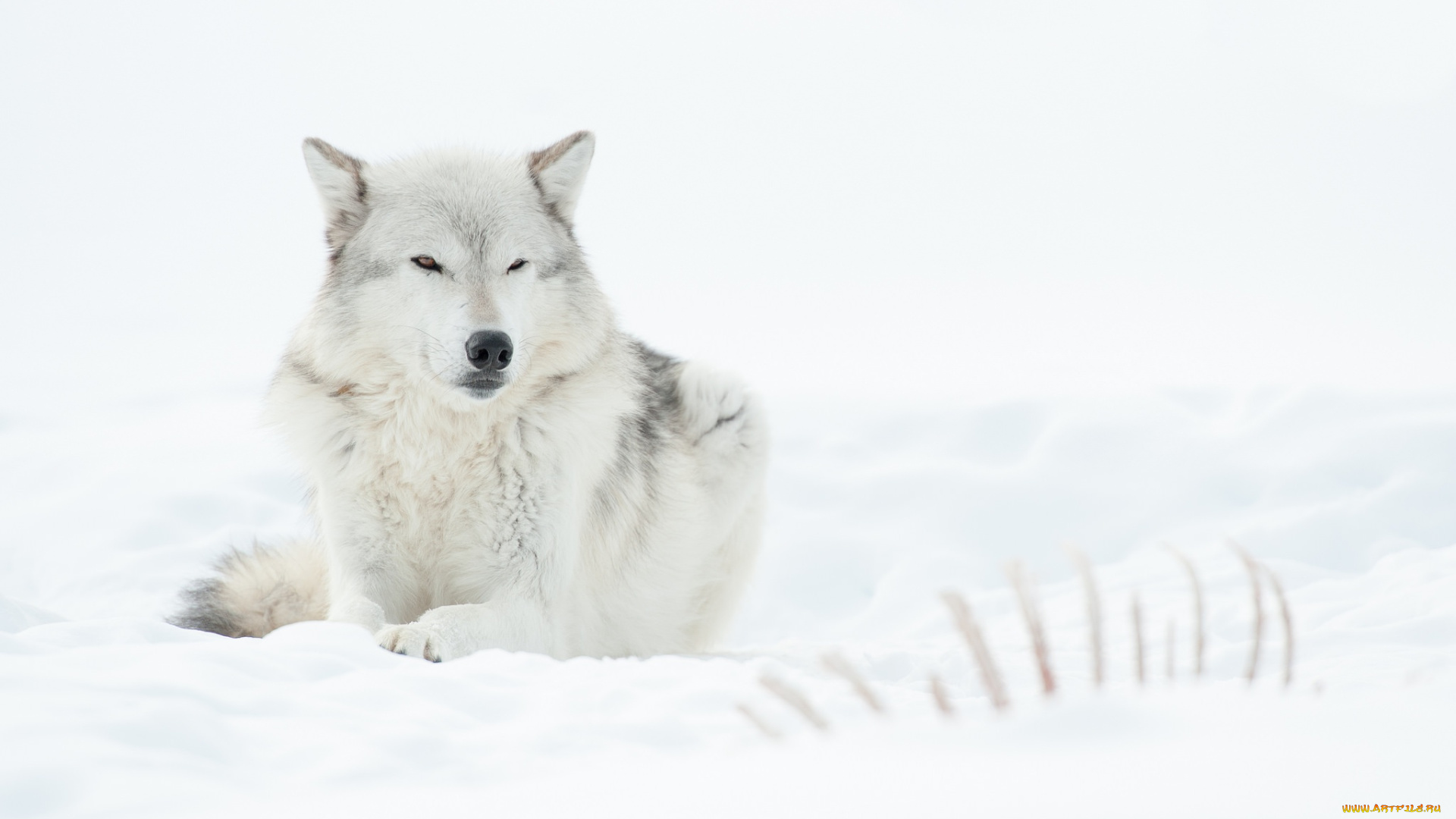животные, собаки, собака, снег